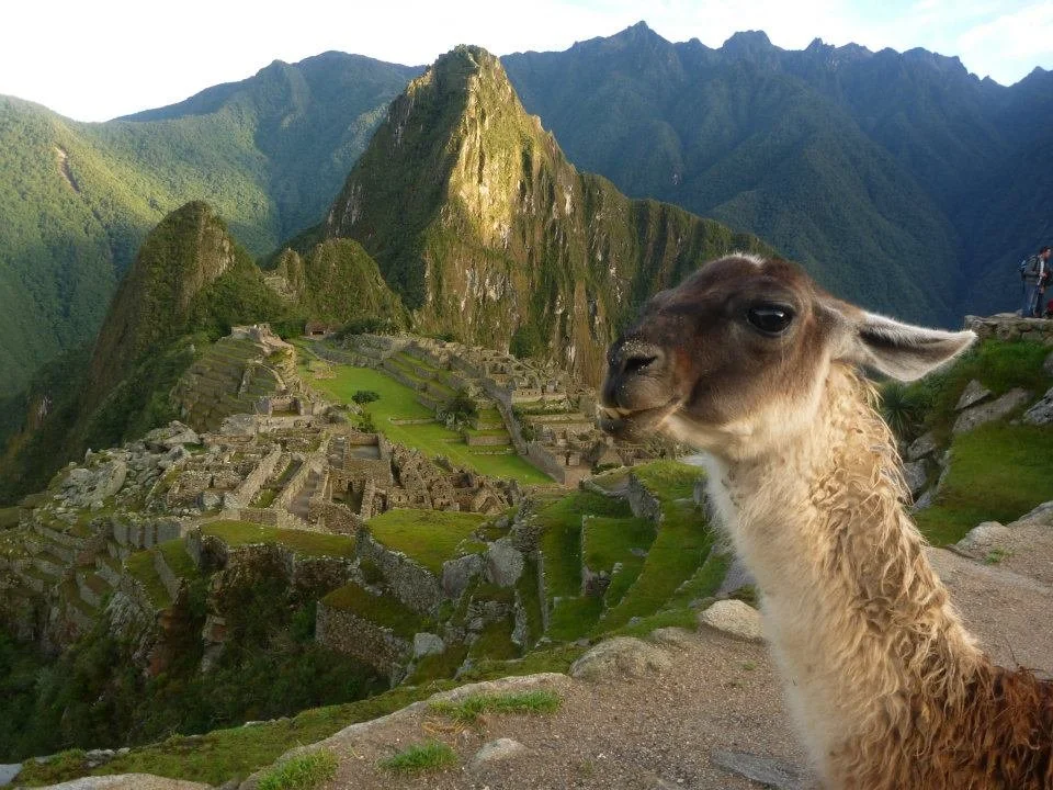 The citadel of Machu Picchu
