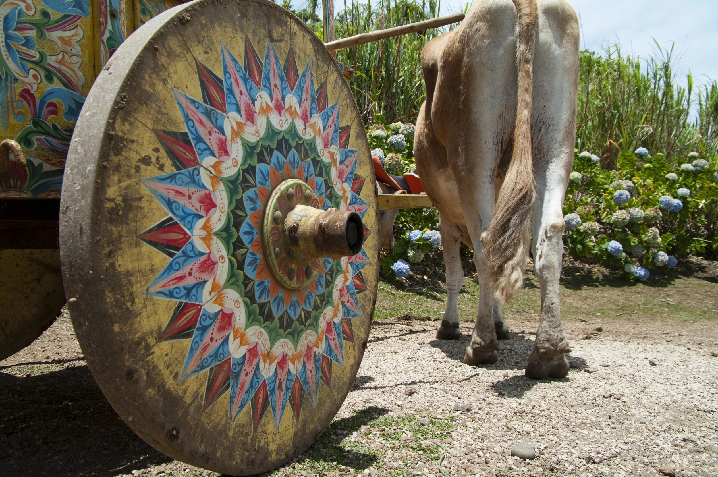 Costa Rica Trapiche Cart Wheel Cow.jpg