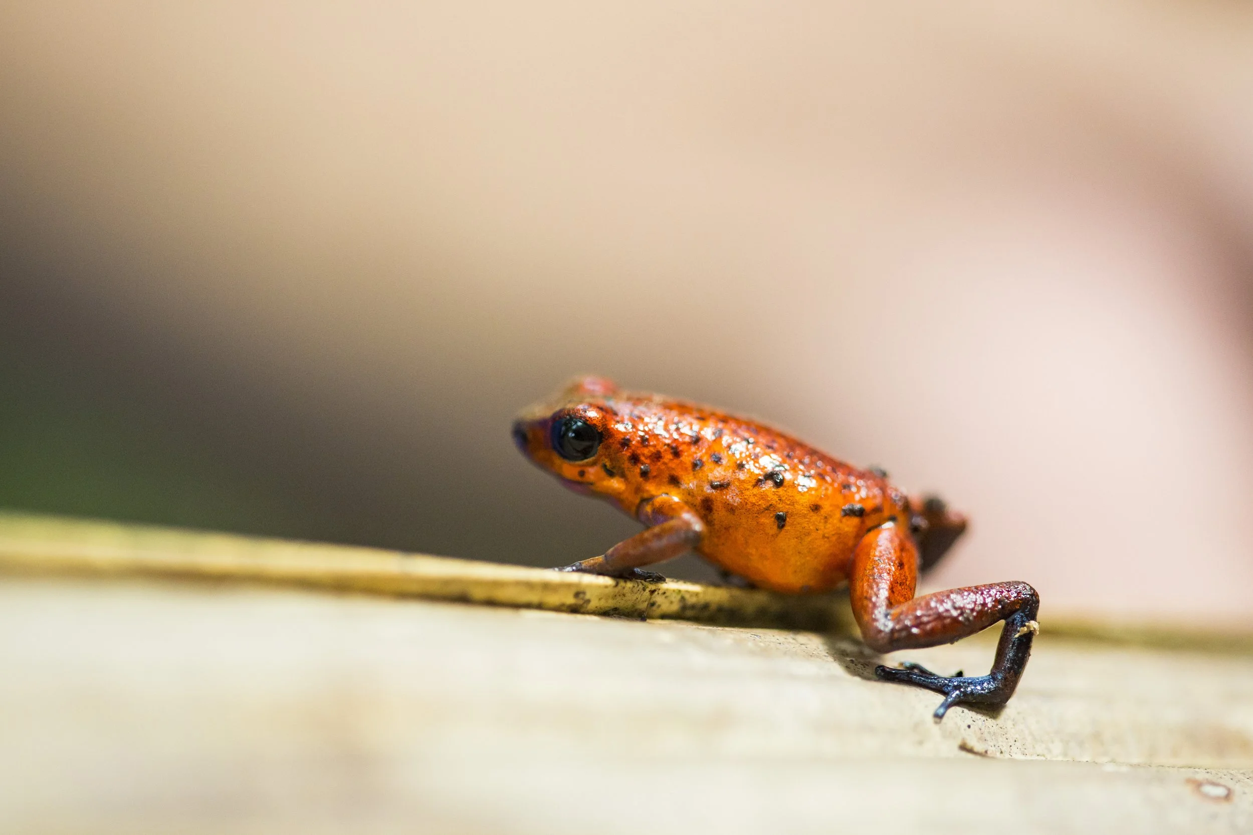 Costa Rica Tortuguero Jungle Frog .jpg