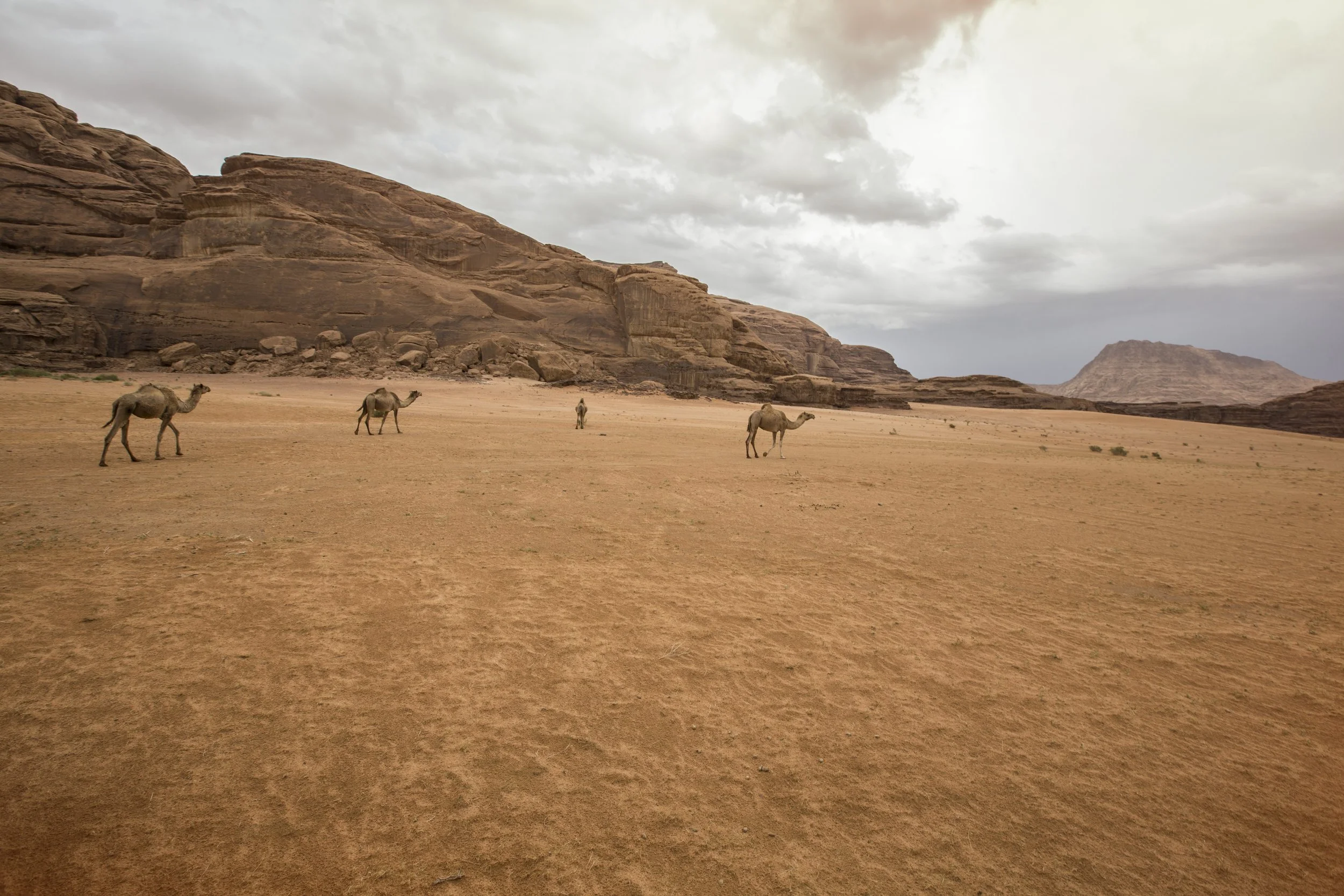 Jordan Wadi Rum Desert Camels .jpg
