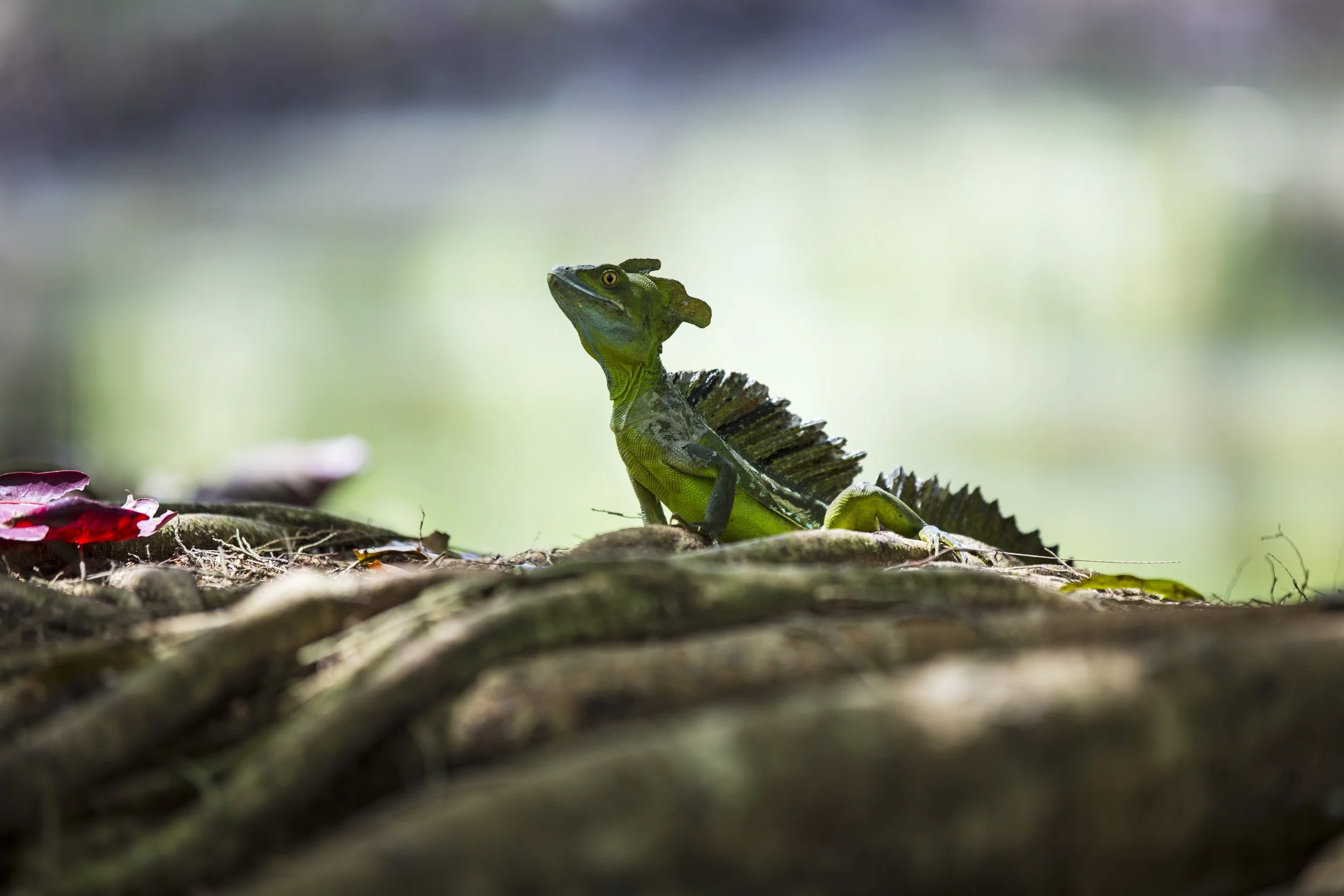 Costa Rica Tortuguero Jungle Lizard .jpg