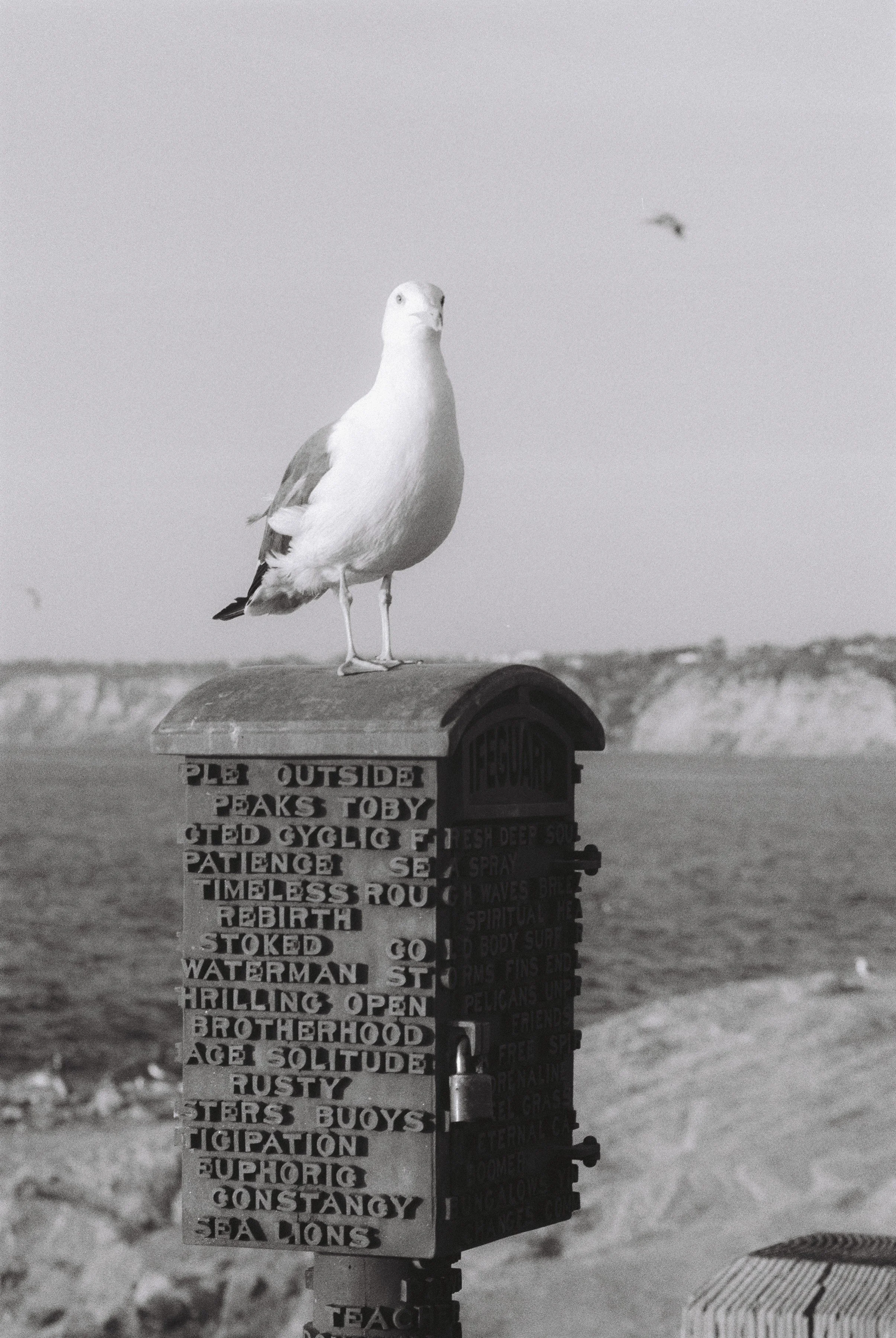 La Jolla Seagull (8x12)