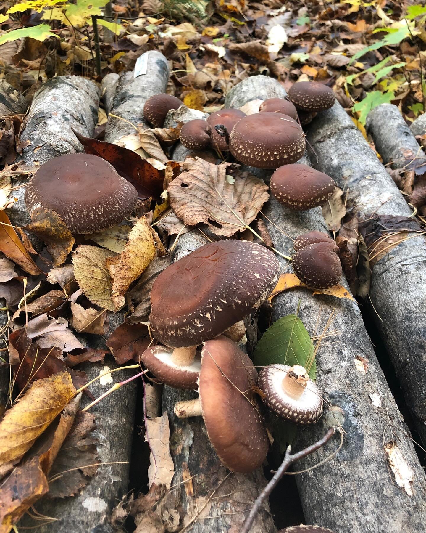 Last chance! Come join us this weekend at J&sup2; Farms for a &ldquo;mushroom log&rdquo; making workshop! Sessions Saturday and Sunday. Link in bio to sign up!

The workshop will feature an introductory mycology lecture and detailed instructions for 