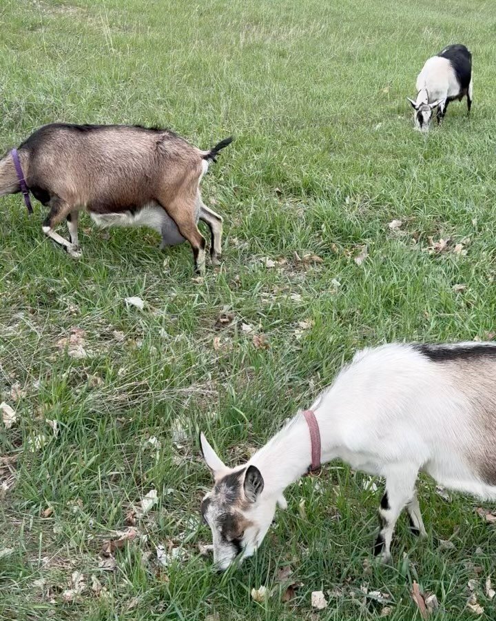 Goaty goats out for a stroll.

#goat #goats #farm #upnorth #Michigan #traversecity #leelanau #cedar #cedarnorthtc