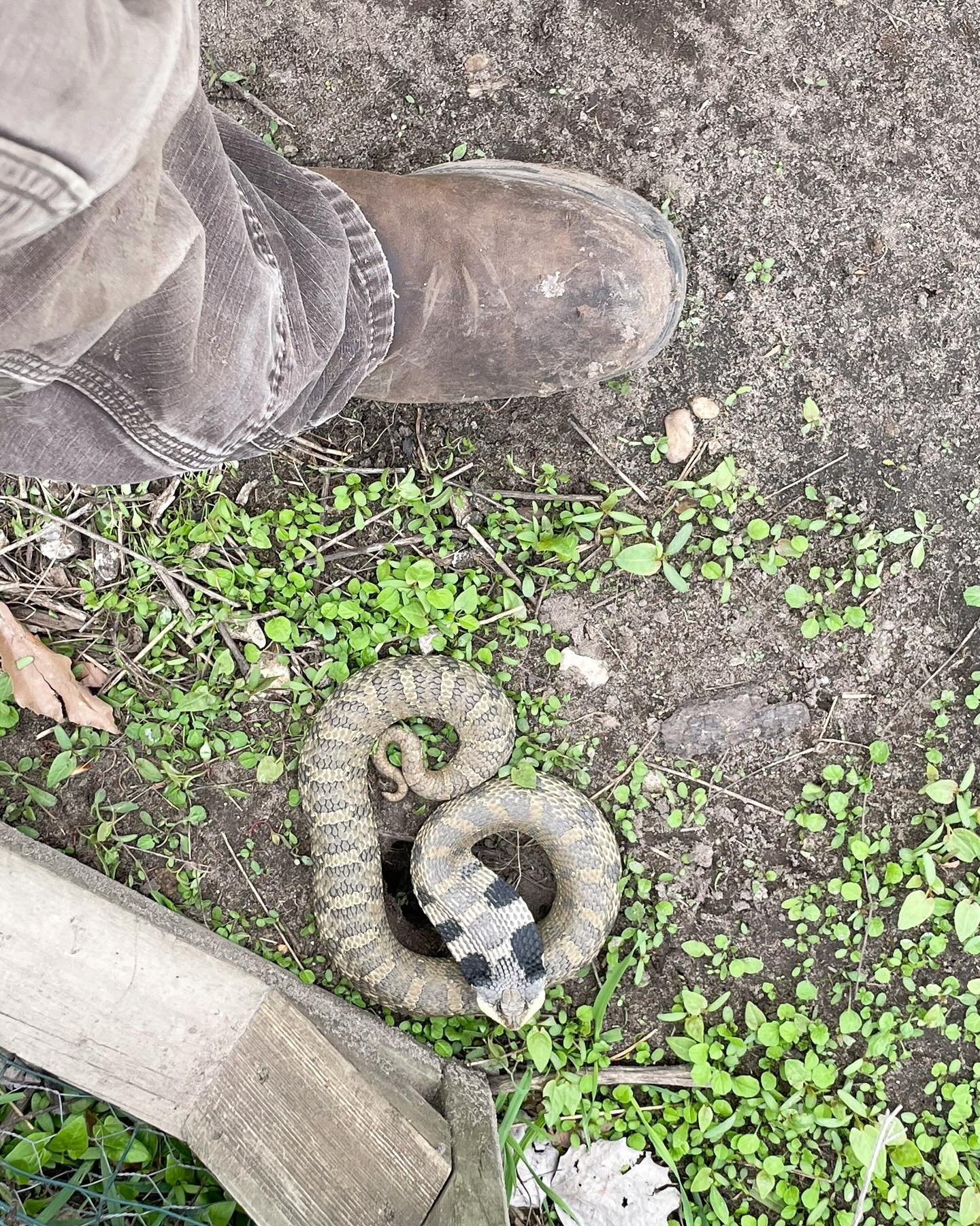Farmer James made a friend while mending the chicken coop! 🫣 He almost stepped on the little guy.

#snake #hognose #farm #chickens #upnorth #michigan #traversecity #leelanau #cedar #cedarnorthtc