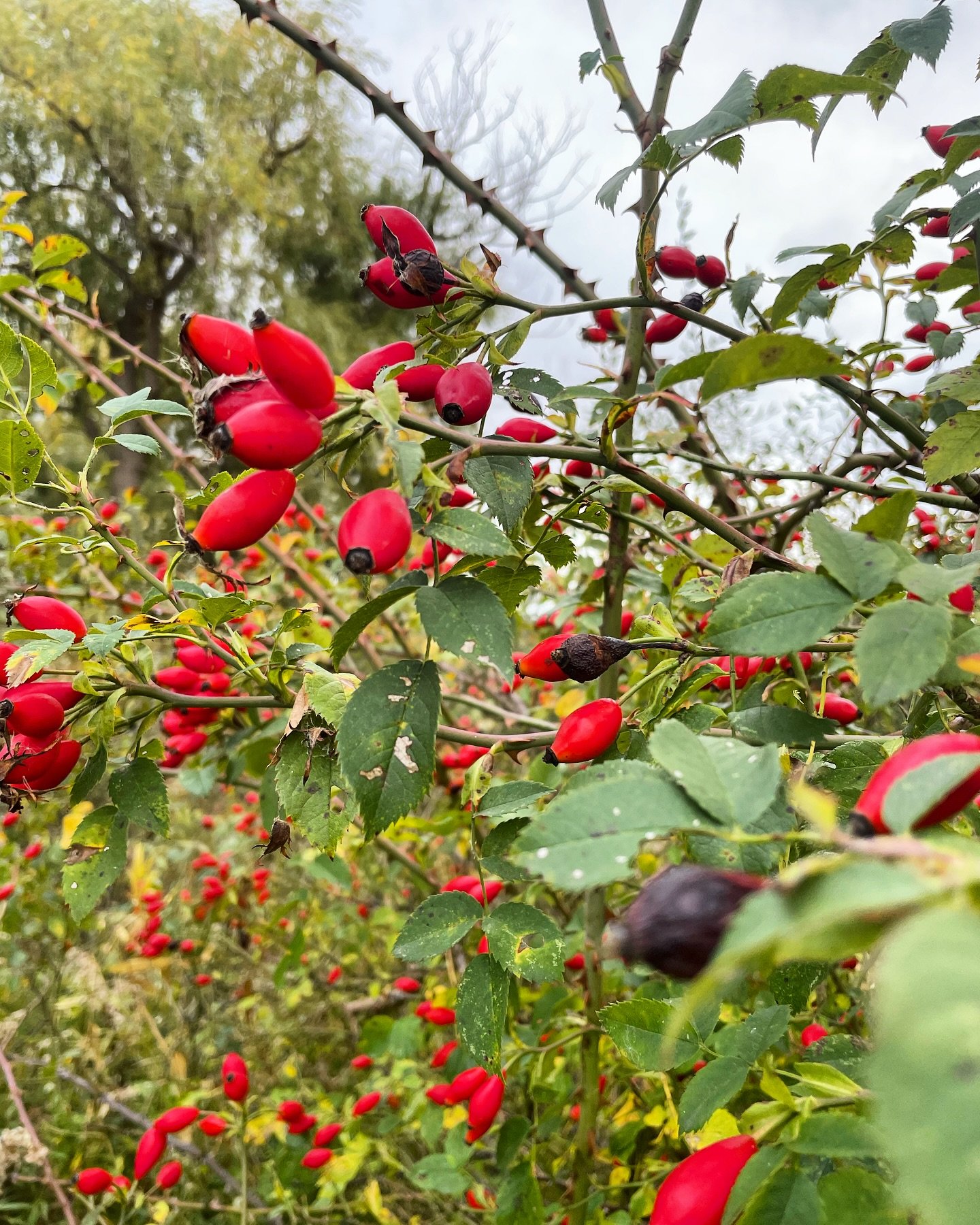 Farmer James&rsquo;s rose hips looking tasty! He likes to leave them into the winter, when they bright burst of vitamin C brightens up the darkest days. ☀️❄️

#foraging #wild #food #upnorth #michigan #cedar #leelanau #cedarnorthtc