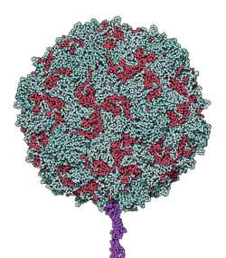 The Nobel Foundation’s Remarkable Oversight: The Salk Polio Vaccine&nbsp;&nbsp;&nbsp;&nbsp;