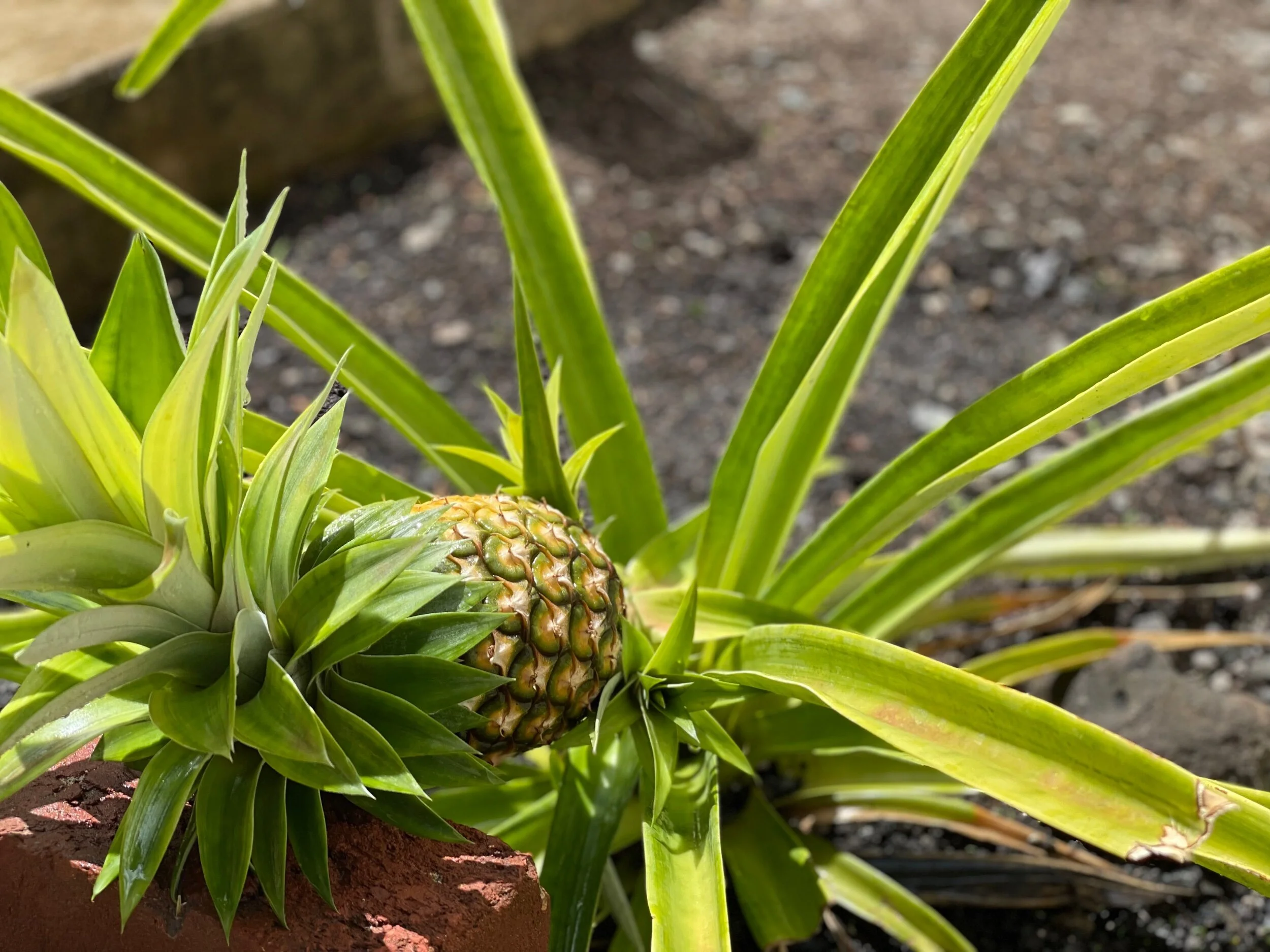 Bartering With Neighbors