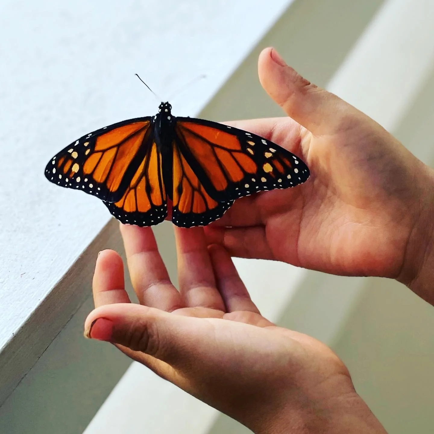 Raising Caterpillars &amp; Butterflies at Home