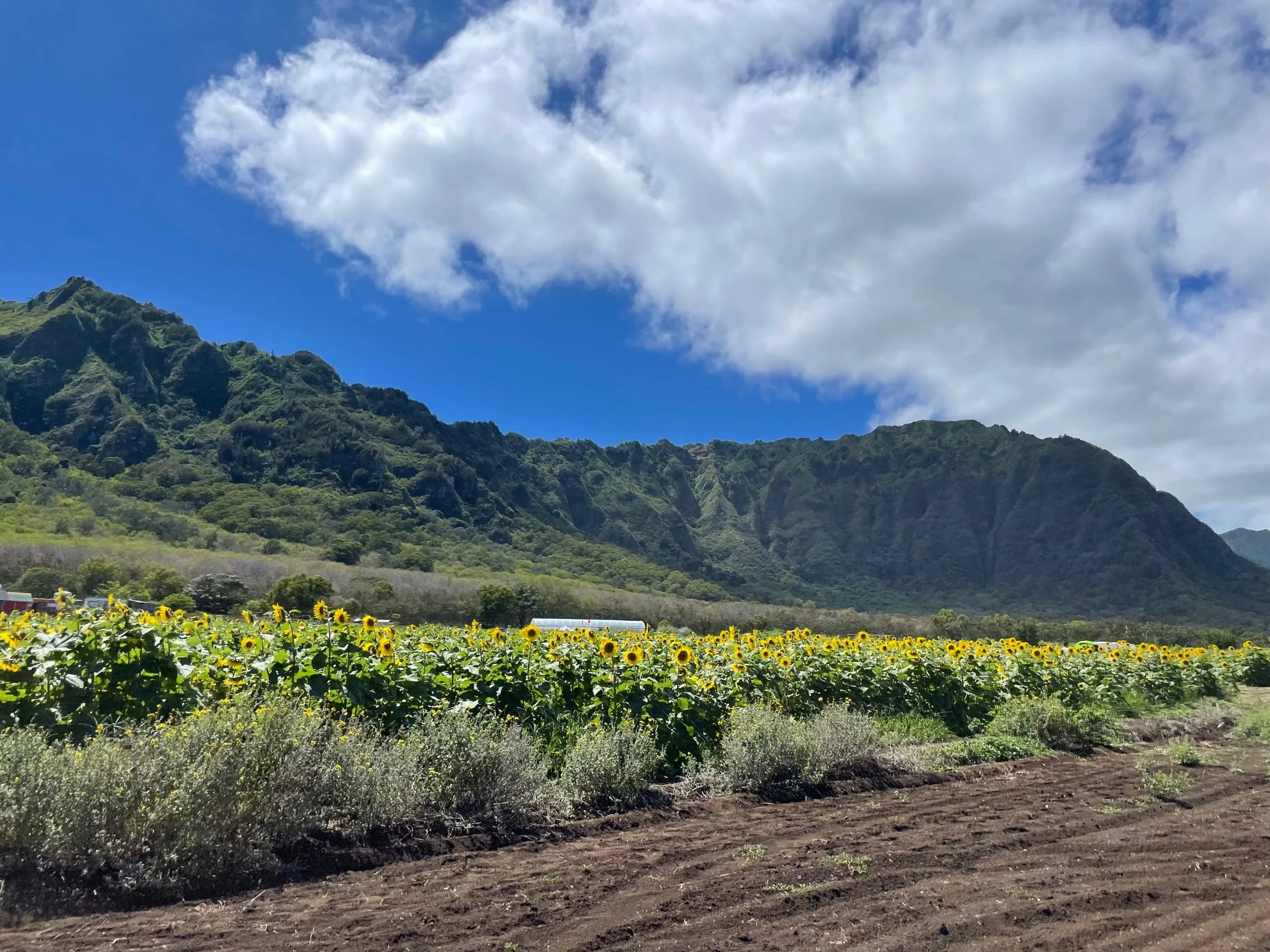 Waimanalo Country Farms