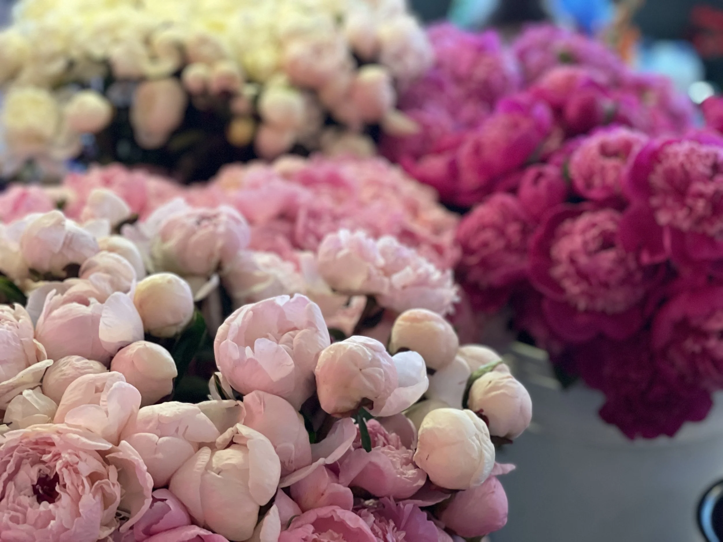 Peonies at Pike’s Place
