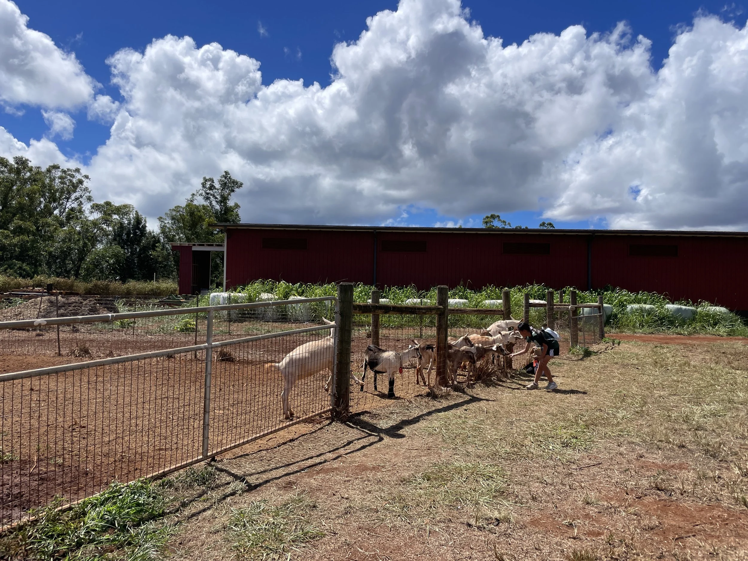 Goats, Gates, &amp; Greens