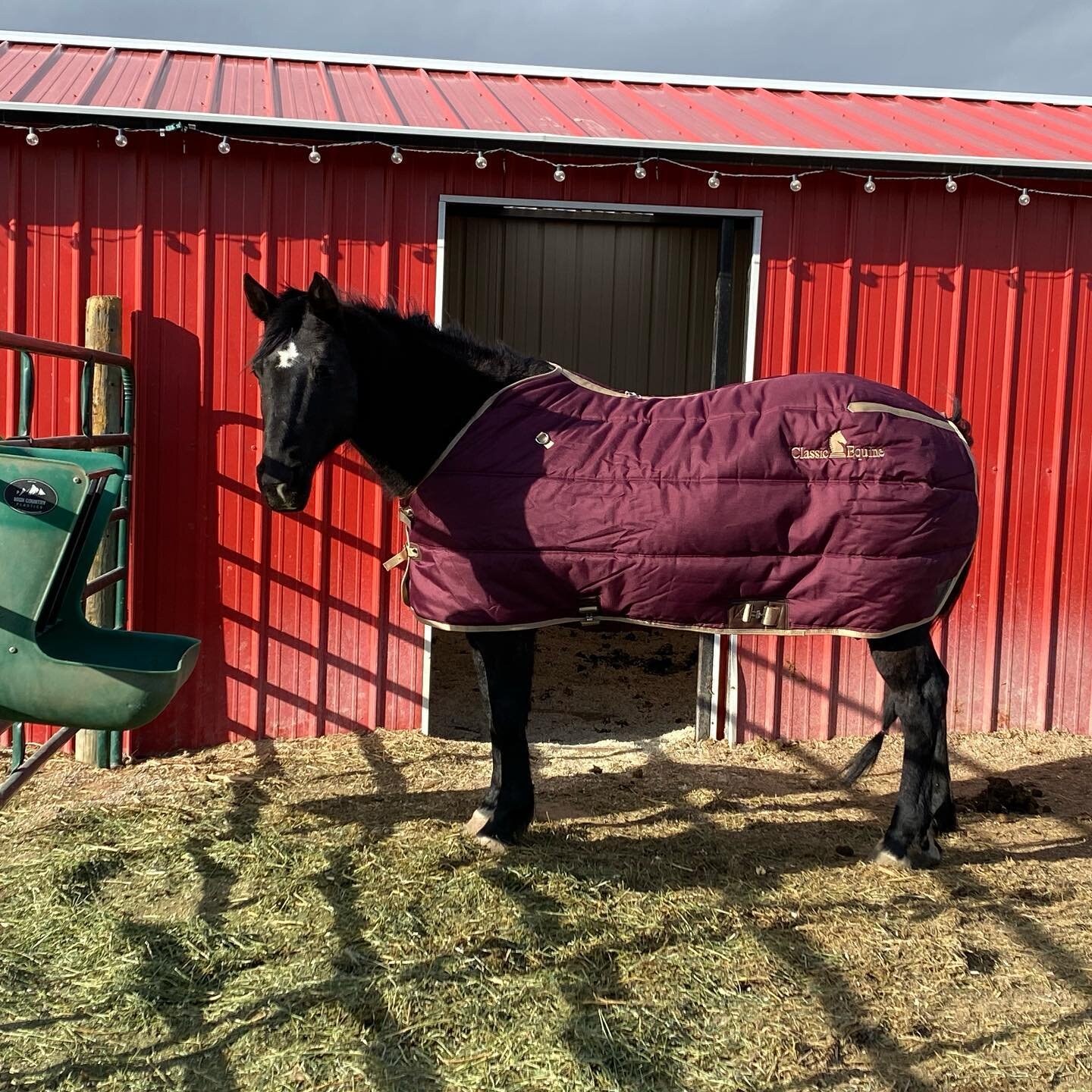 All the horses are fed and have their blankets on for the next several days!! Getting ready for the storm!! #jdridingschool