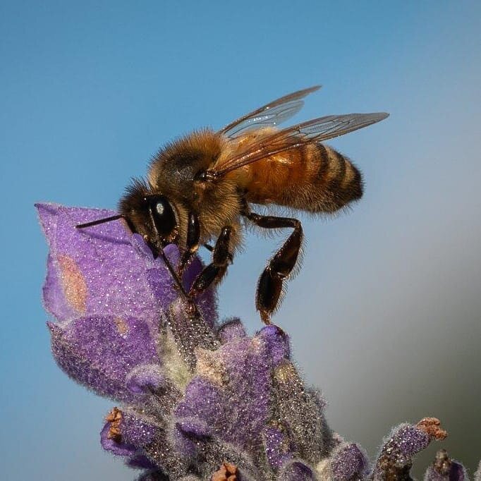 Love this photo thanks to our Cottage guest Rod. I can grow lavender and the bees love it. #lifeonthefarm #busybees #visitscenicrim its buzzing at the moment