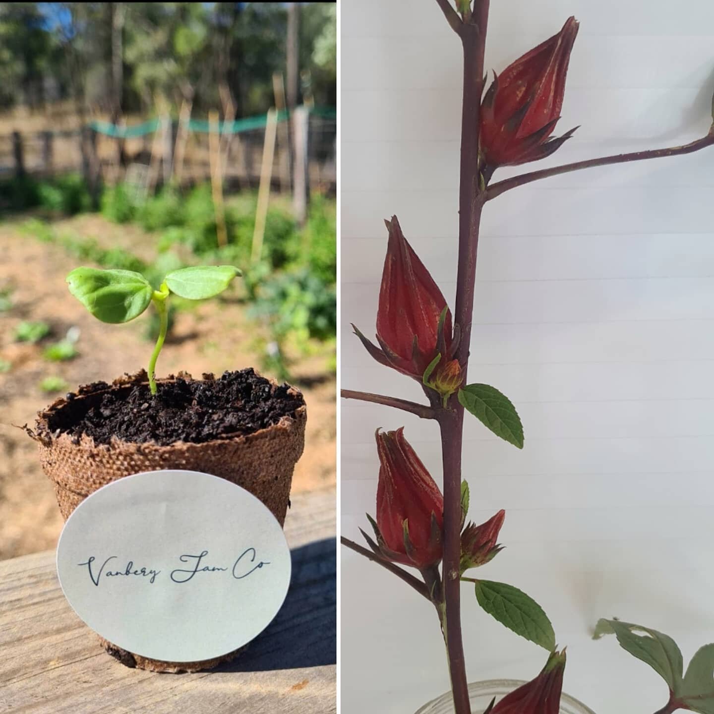 First Seedling from our last crop. Bound for Jam + more.
#Rosella #lifeonthefarm #fruitpickingforchristmas