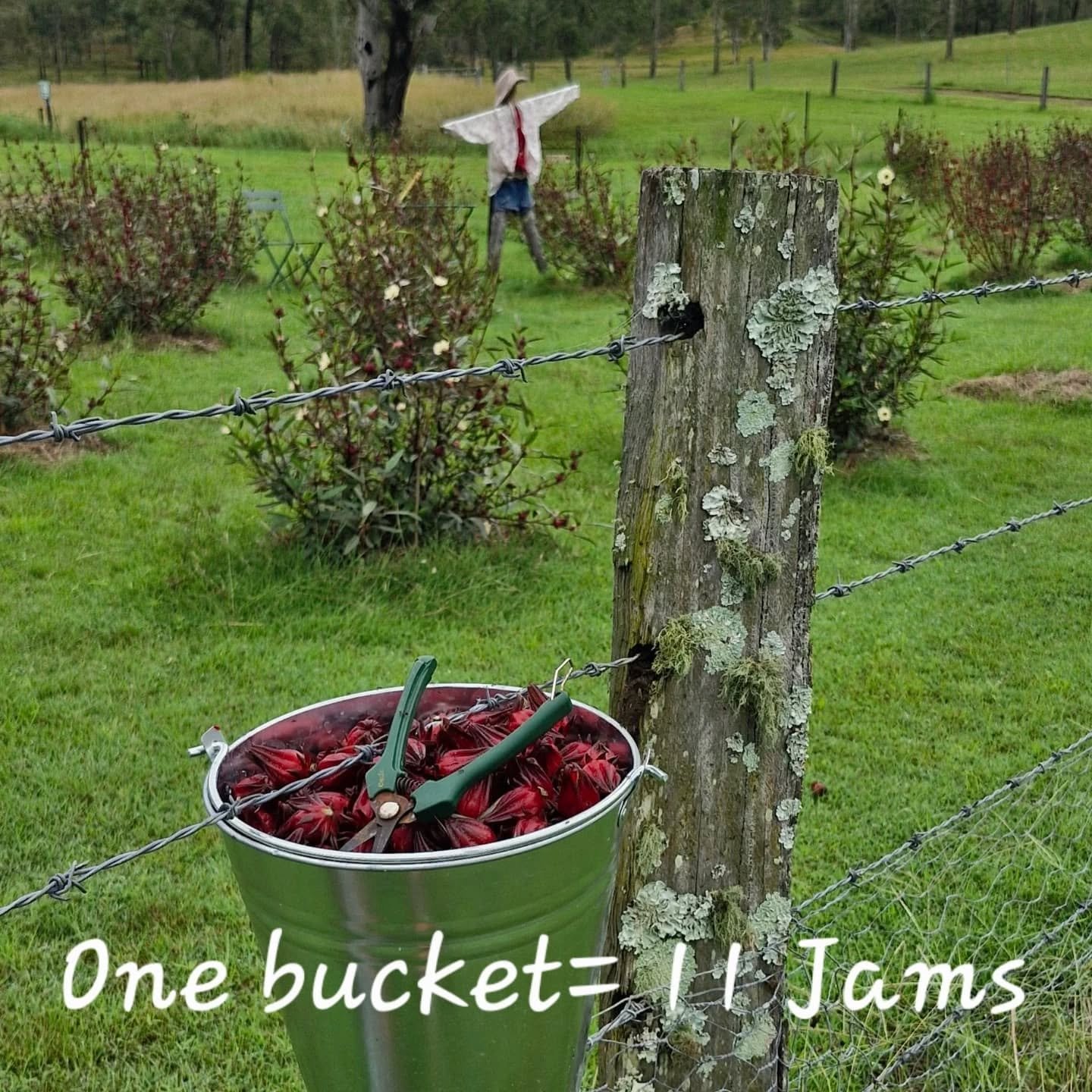 Rain has been bucketing, so I am picking by the bucket, and we have bucket loads.
We missed out seeing you at the Farm Gate Trail.  Come and find us @towri_growers_market this Saturday, 5th April. Bring your basket.  Take home some Rosella Jam for yo