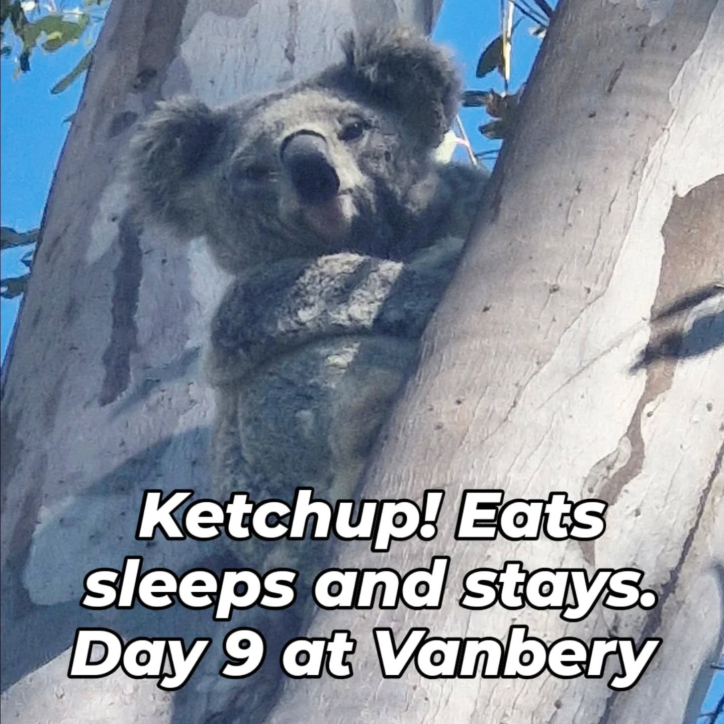 This gorgeous visitor Eats Local Scenic Rim all year round. If you need accommodation to eat and sleep this month. Contact us at
www.vanberycottage.com.au or stay@vanberycottage.com.au 
Try our new Vanbery Chapel.  Sleep high in the mezzanine.  #roma