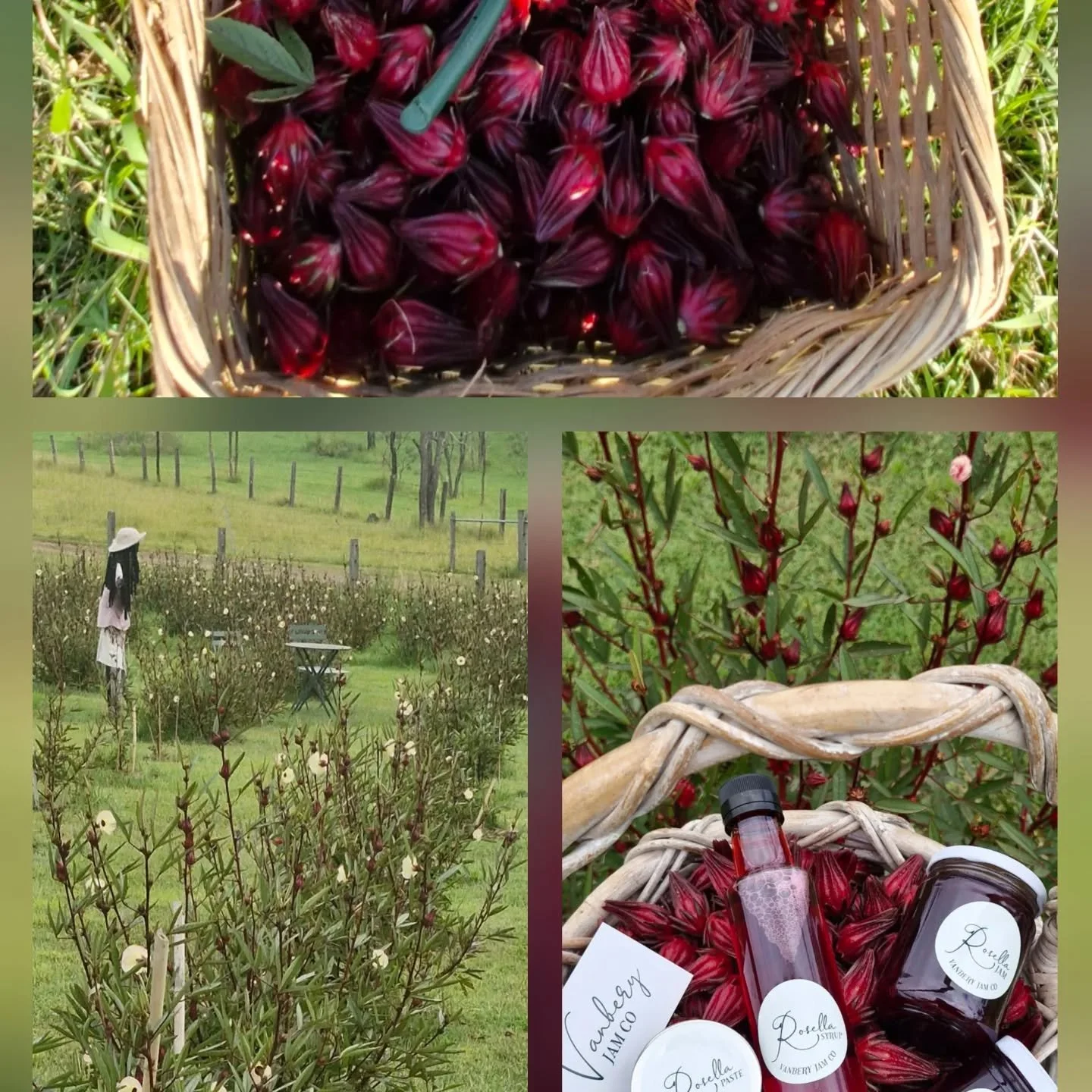 FARM TO JAR ! 
Six month journey to get this far for Season 2026. Thanks for supporting #farmher #preserve #madewithlove&hearts;️ Jess &amp; Helen 
Vanbery Jam Co 
Vanberyjamco@outlook.com