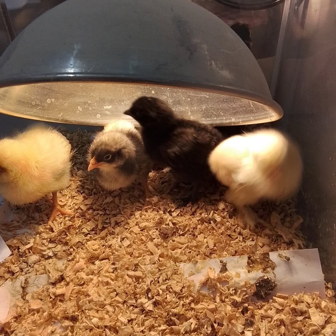 Last week, our children got to watch our baby chick's and ducklings hatch and grow! The children were fascinated by the changes each day, from tiny eggs to little friends! The children also had a special opportunity to hold and care for the chick's a