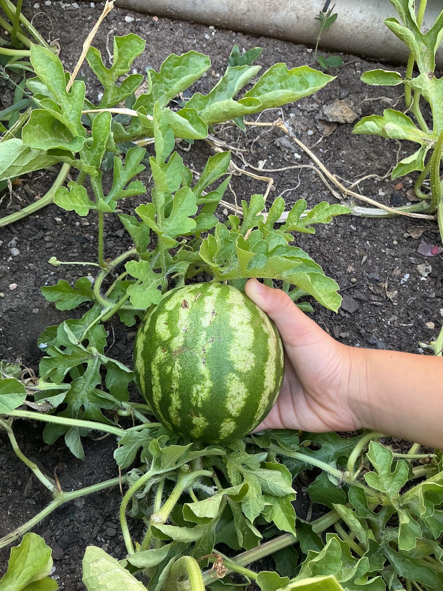 We have welcomed in 2026 at the Cottage by spending lots of time in our thriving garden, we are excited to be successfully growing watermelon, passion fruit, strawberries and cucumbers. The children have been taking great care in checking on them dai