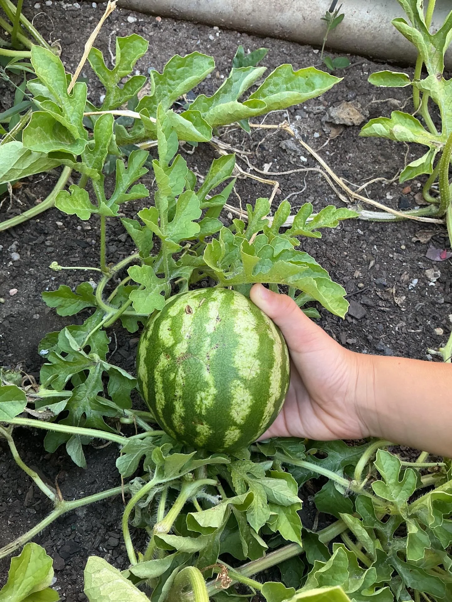 We have welcomed in 2026 at the Cottage by spending lots of time in our thriving garden, we are excited to be successfully growing watermelon, passion fruit, strawberries and cucumbers. The children have been taking great care in checking on them dai