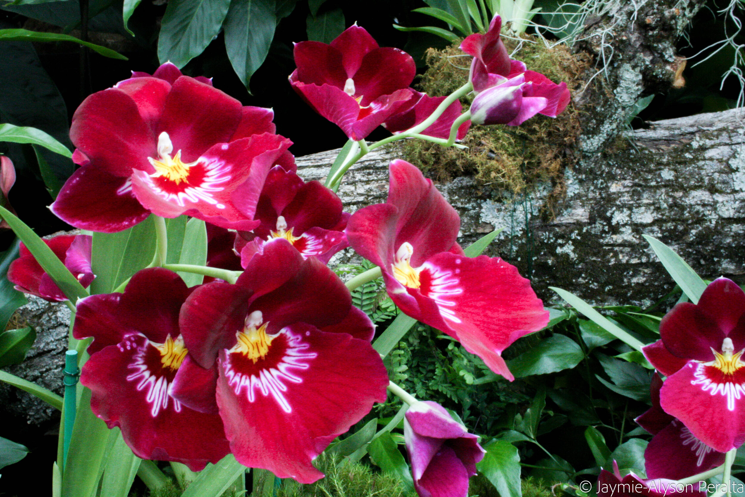 IMG_7942.jpg