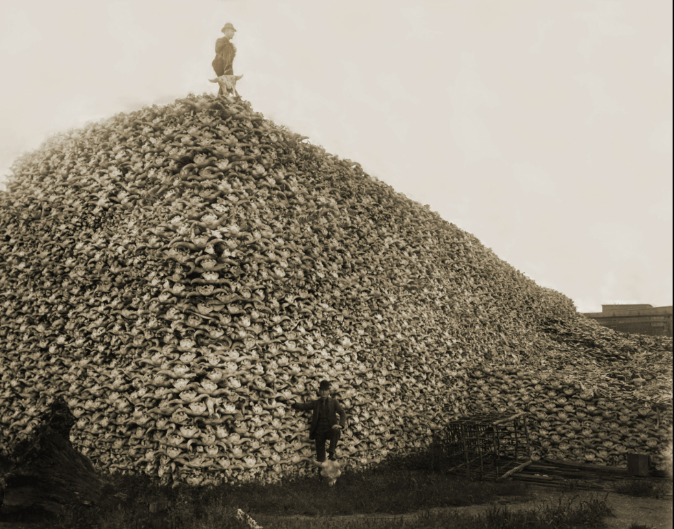 Bringing Back the Buffalo