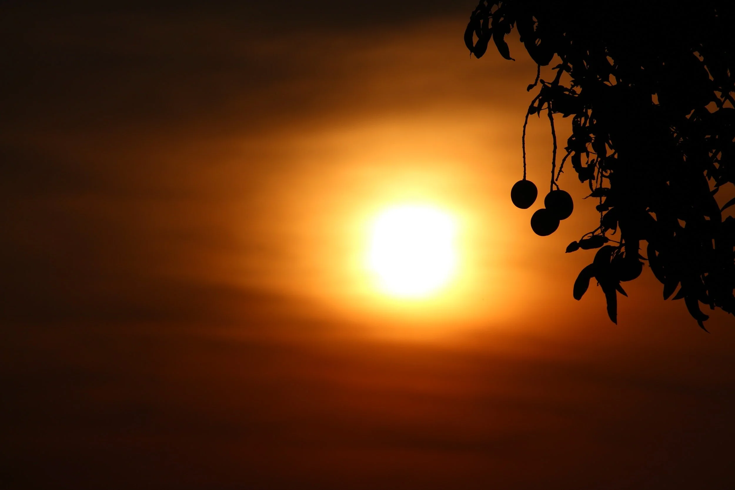 Under the Shade of a Mango Tree