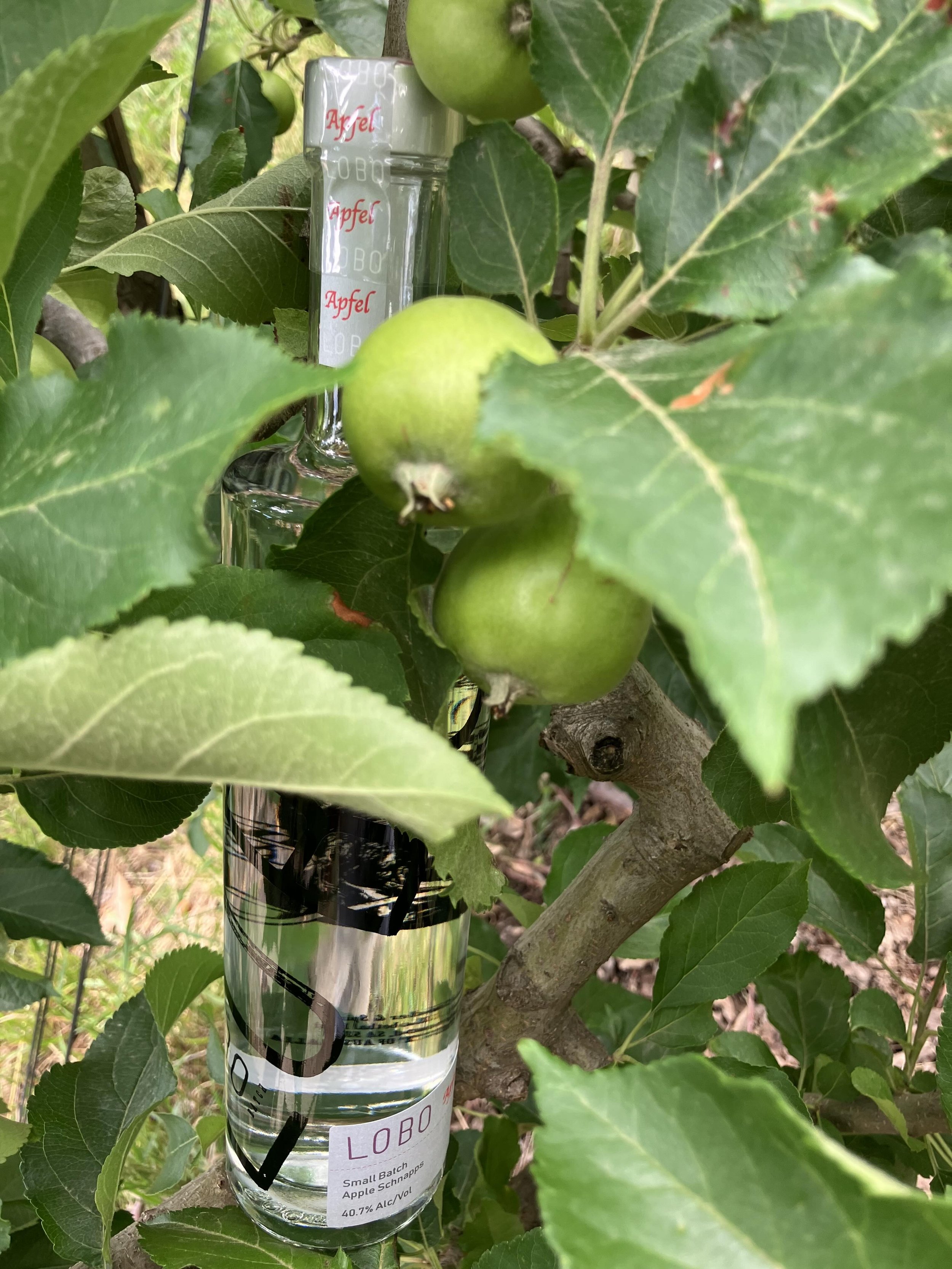 Full size bottle schnapps in tree.jpg