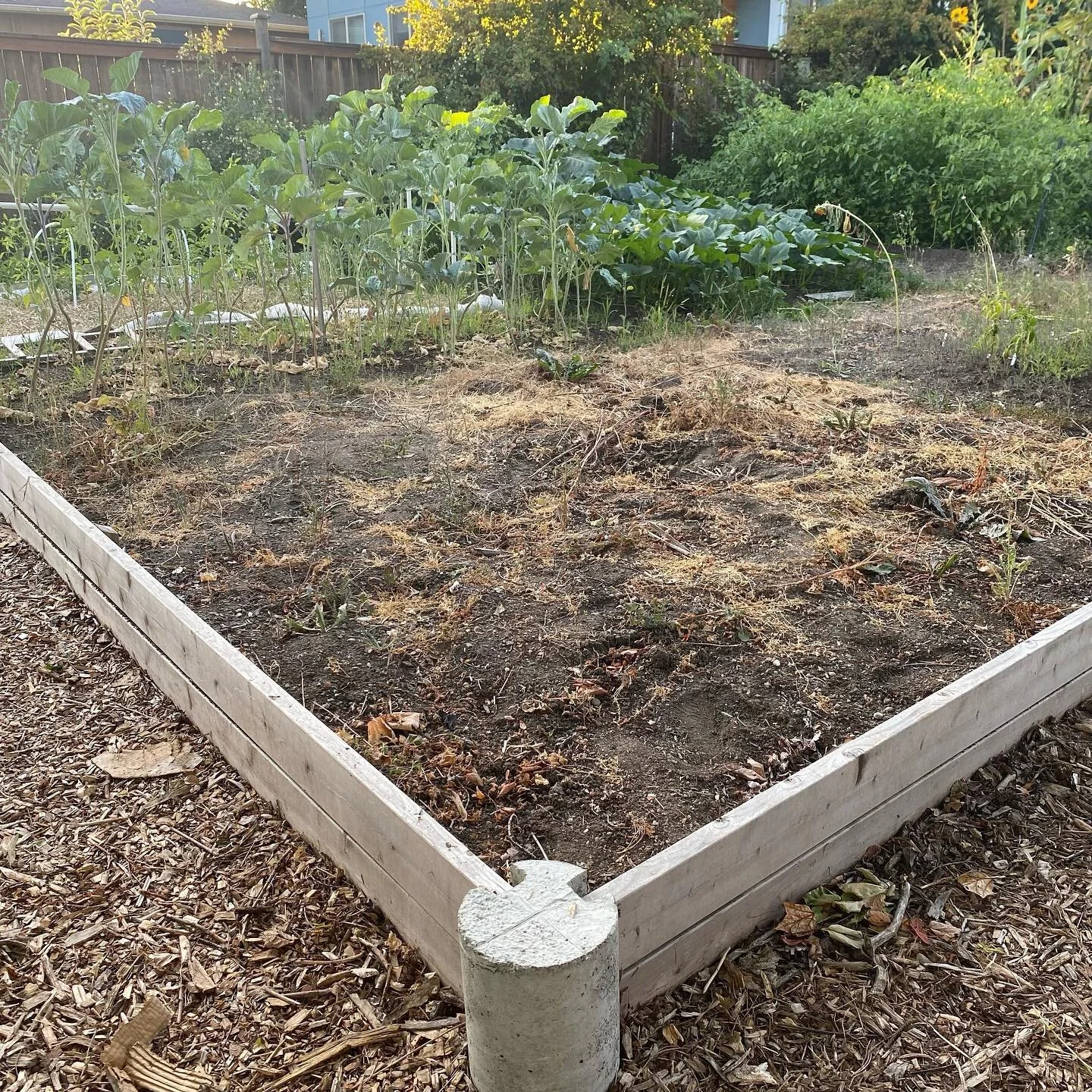 my new p-patch plot! its end of planting season so i will be working on getting this thing prepared for next spring and a few hearty transplants from my rooftop garden space but i am so excited to get started here and grow many medicinal herbs that i