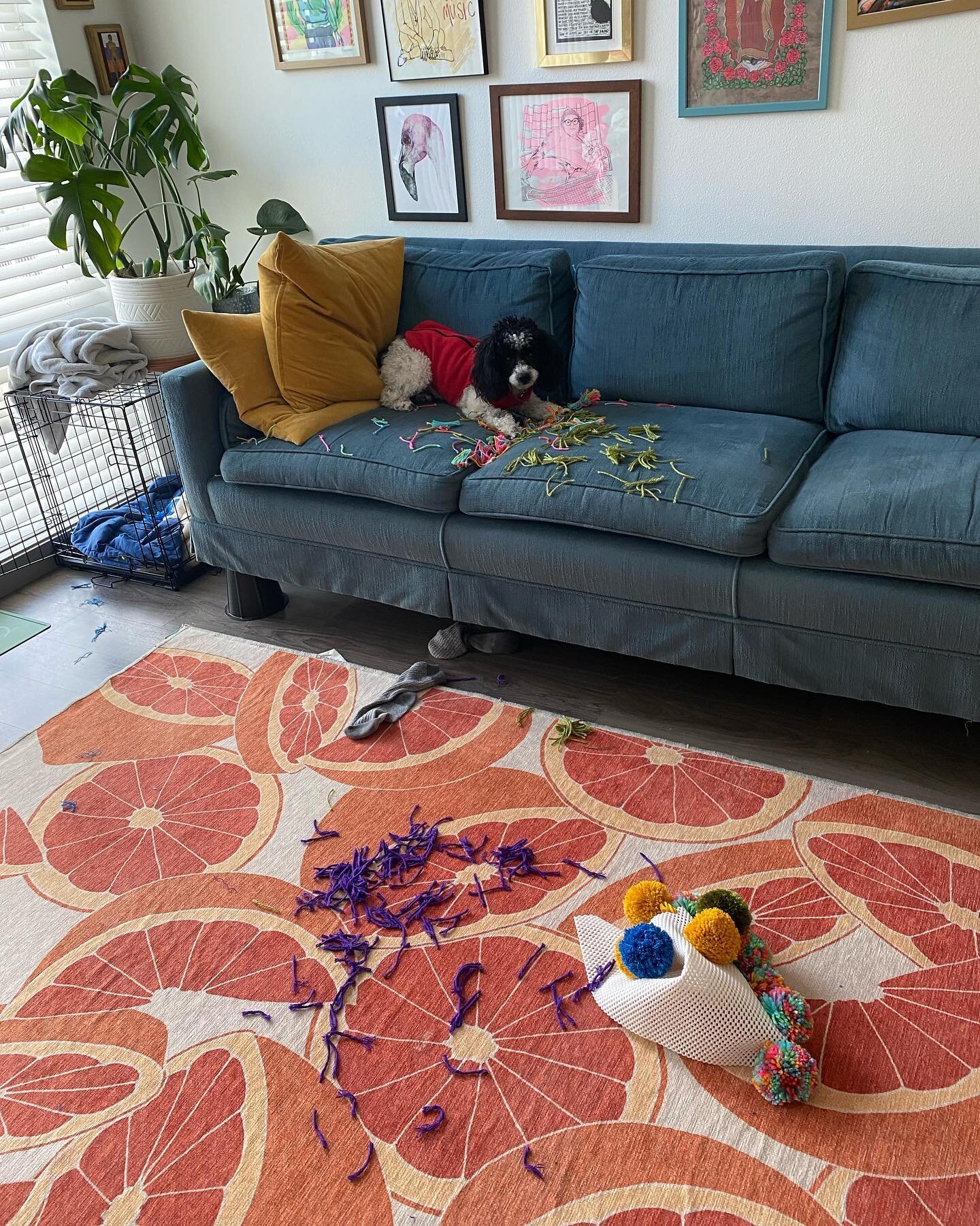so if you saw my story, i was trying to make a little pom pom rug cuz making pom poms just looked so fun. but alas, i have a tiny demon dog who loves to destroy anything she can (we love her but its true) and this was the result. at least she left so