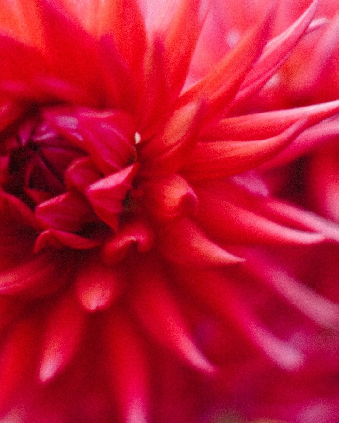 in the garden with @river_bendflora 

#flowergarden #newzealandgarden