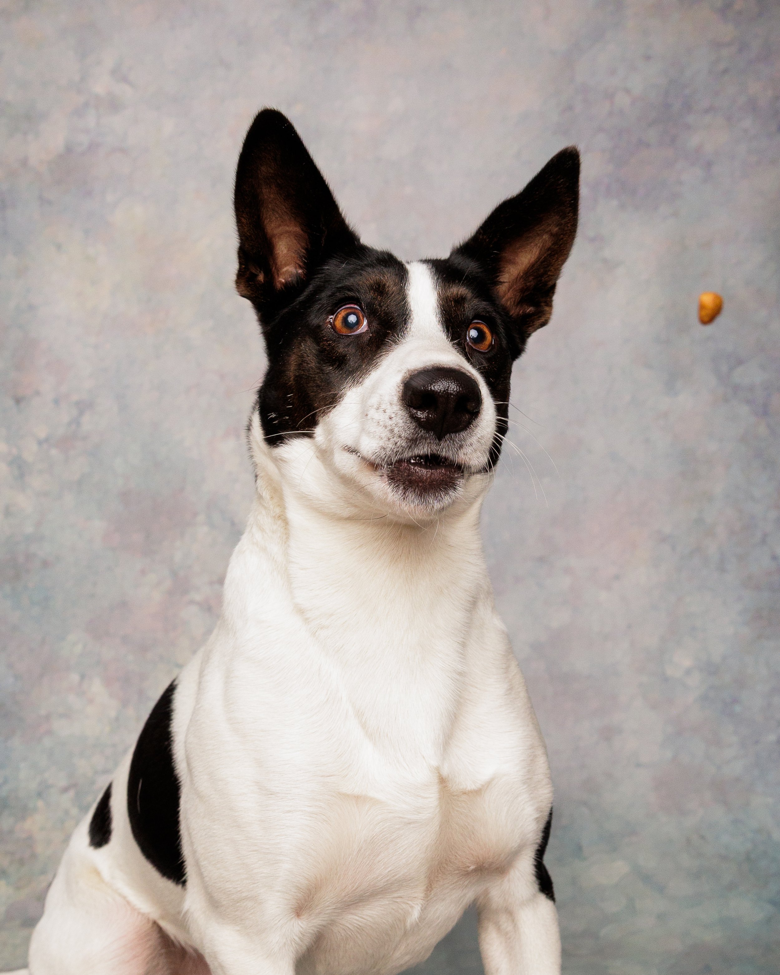 A black and white dog with large ears and soulful eyes looking slightly to the right of the camera, with a textured light grey background and a small treat floating in the air.