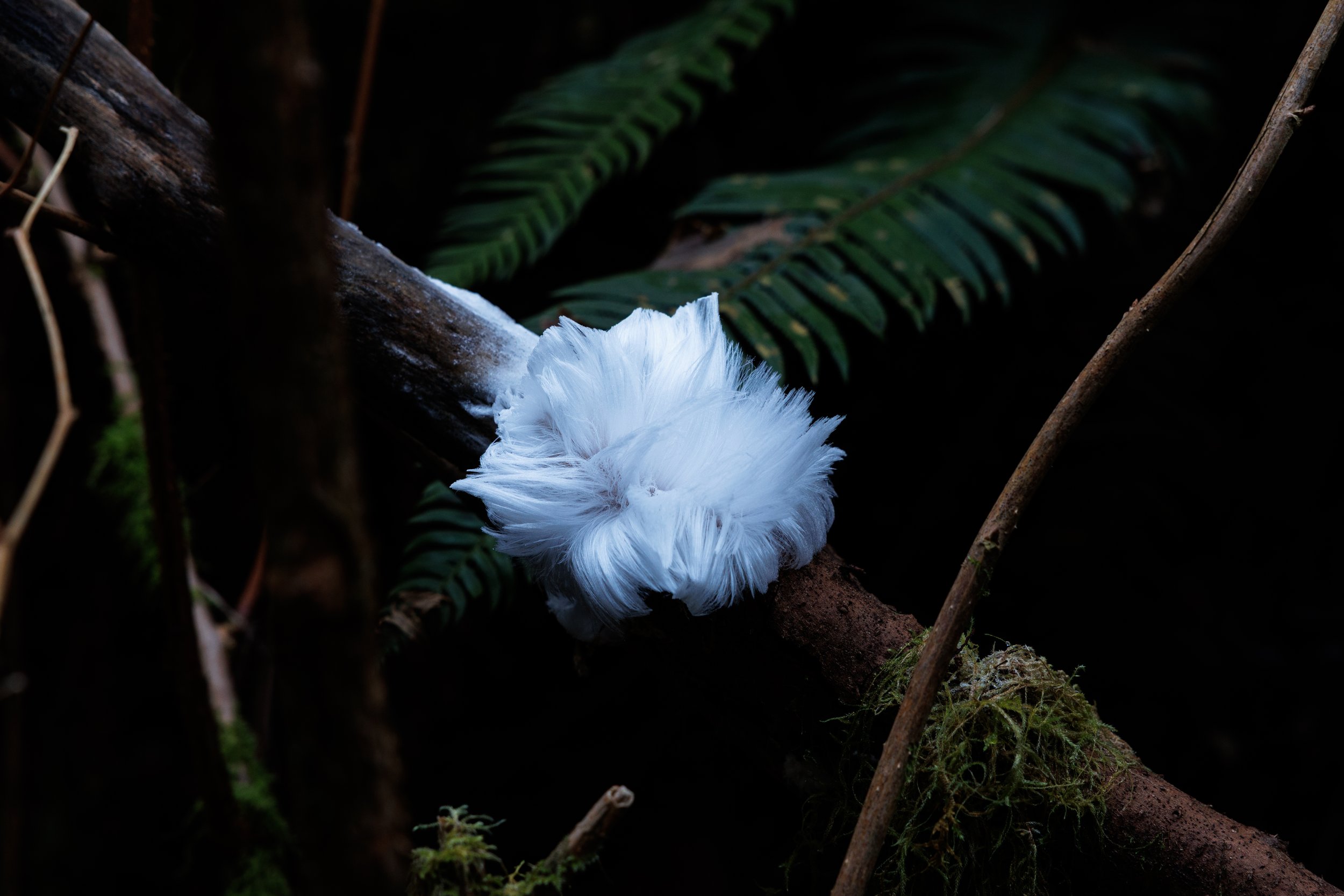White mushroom with feathery gills growing on a fallen tree branch in a forest with green fern leaves in the background.