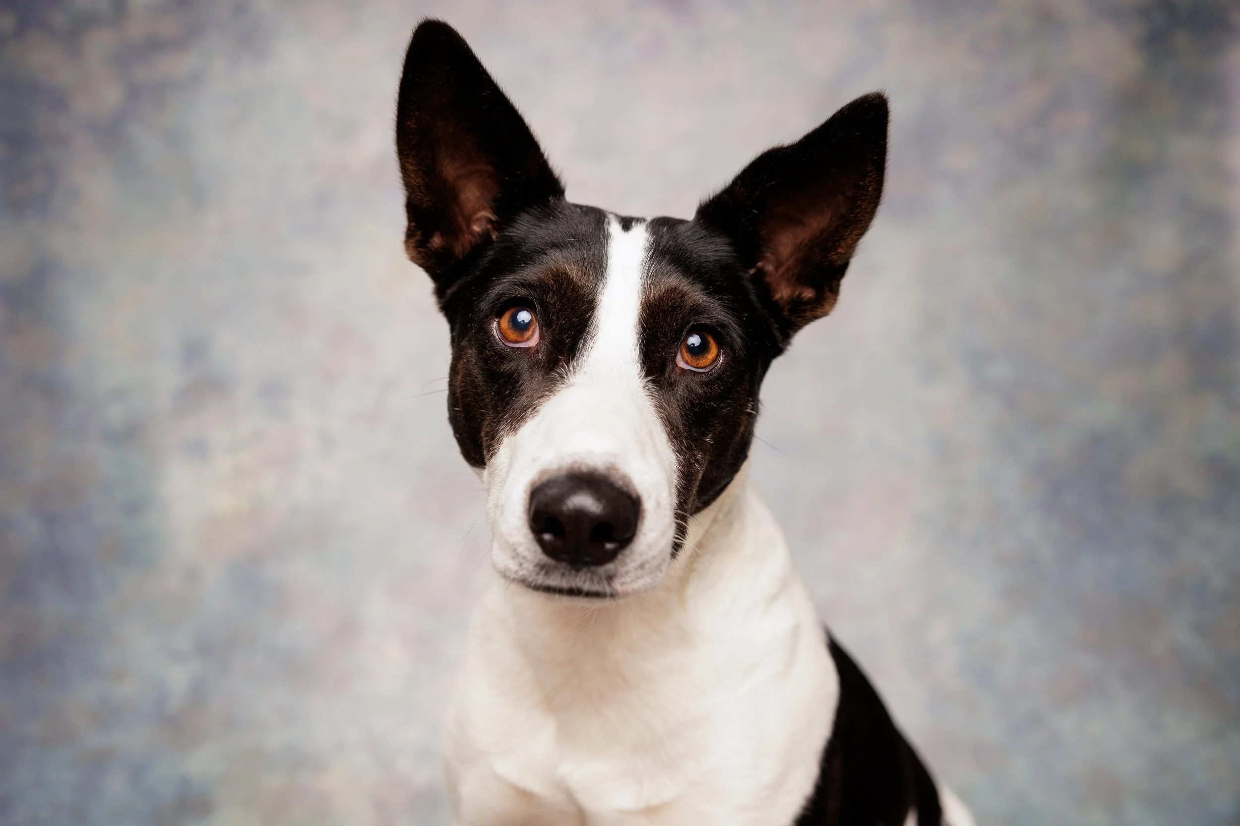 A close-up of a black and white dog with large ears and amber eyes, looking directly at the camera.