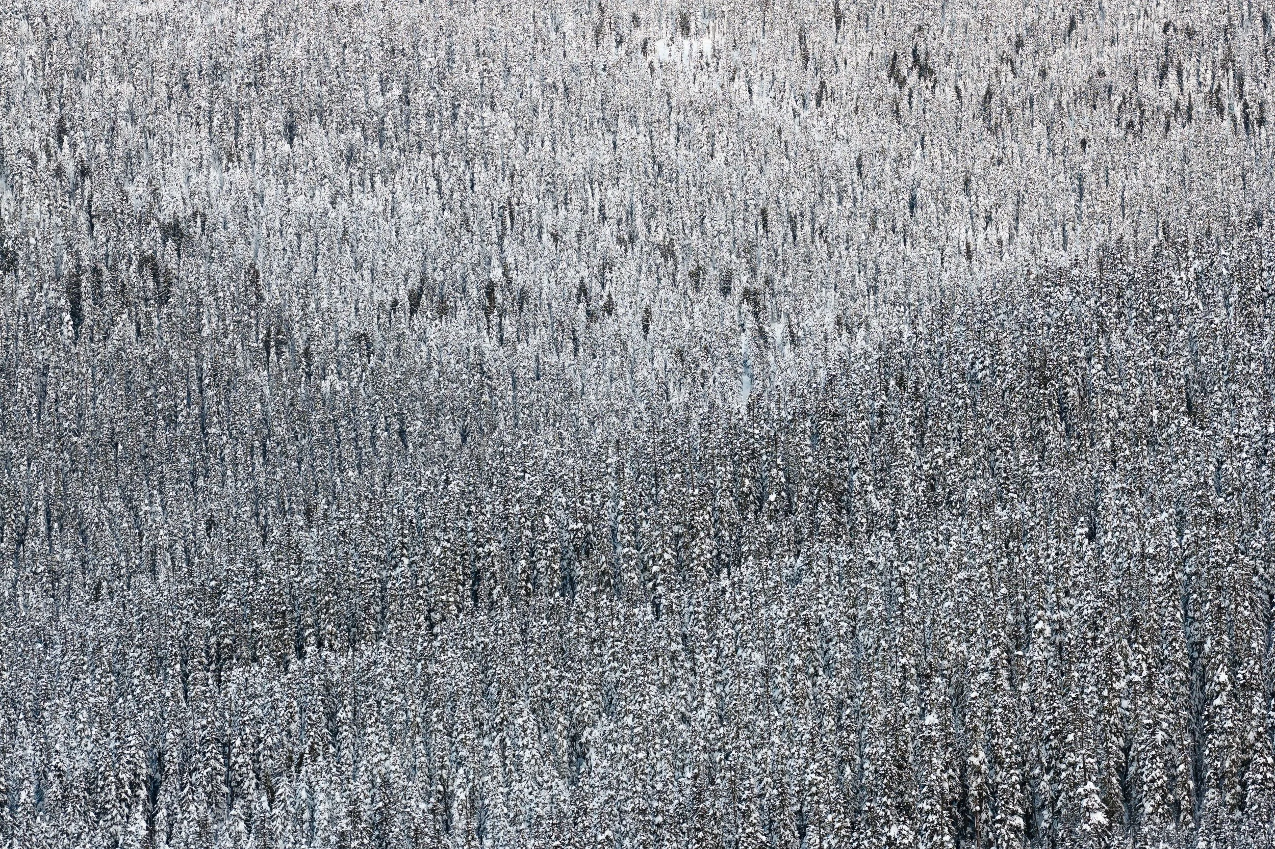 Aerial view of a snow-covered forest with densely packed trees.