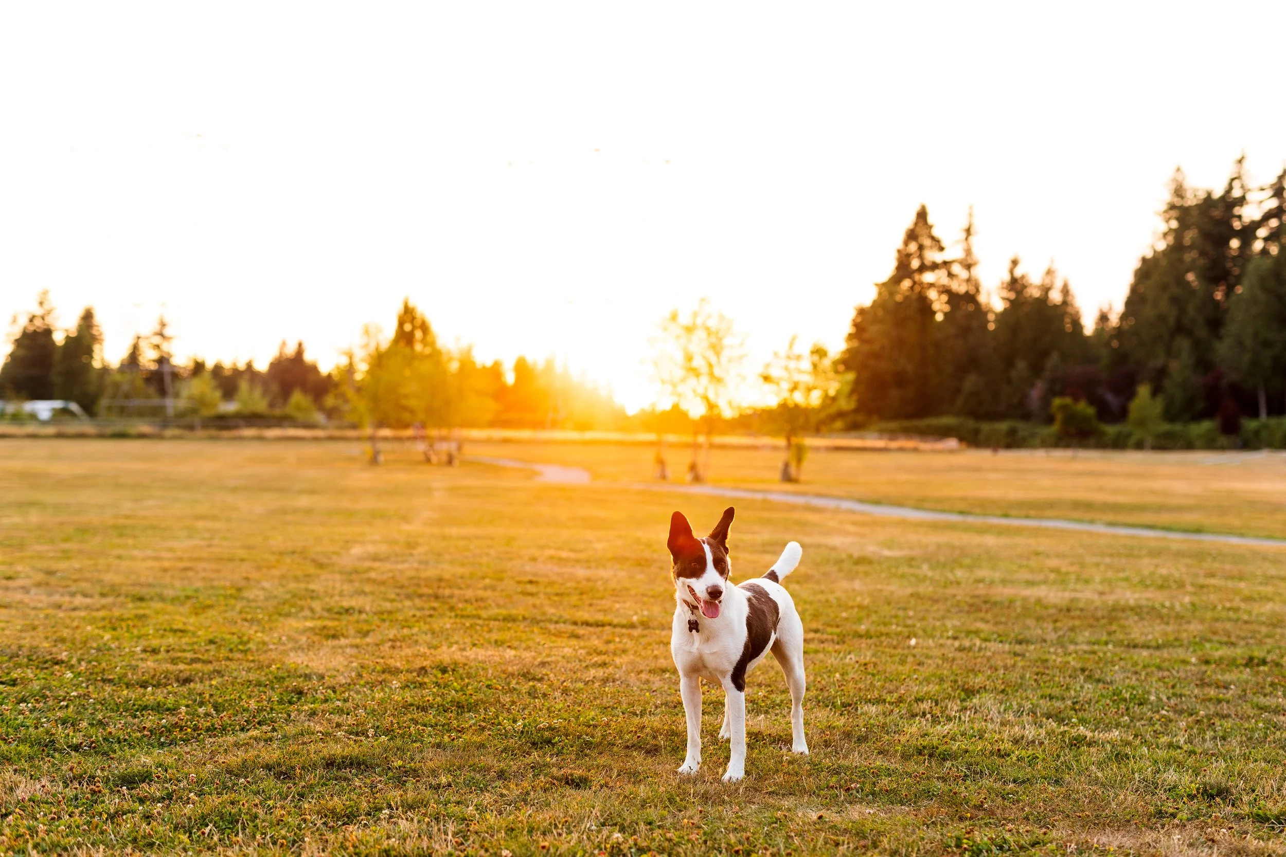 A black and white dog standing on a grassy field during sunset with trees in the background.