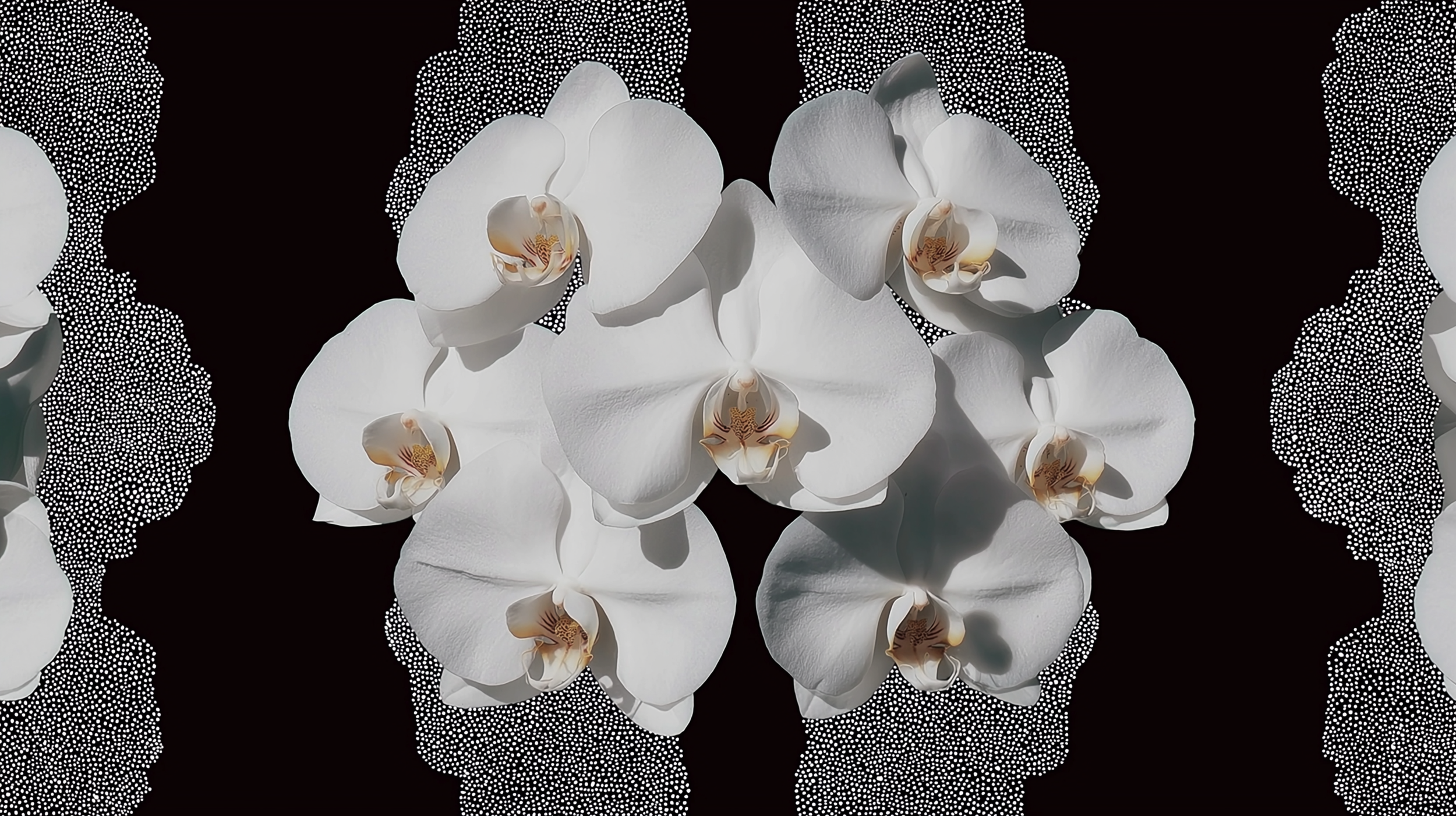 lucasmelb_httpss.mj.runRwqfxMumnkg_white_orchid_pattern_symmetr_b8f2eba8-79f2-4260-88ff-4bc20337f593.png
