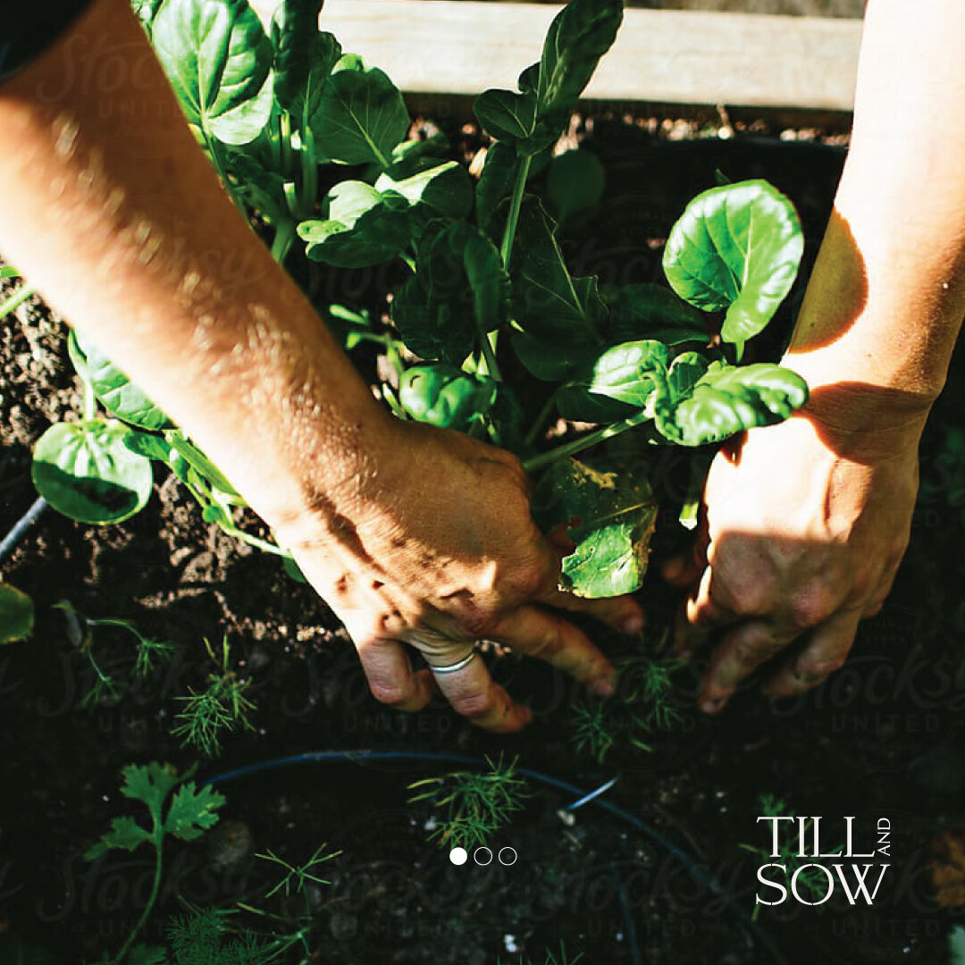 TillAndSow_SocMedTiles-3.jpg