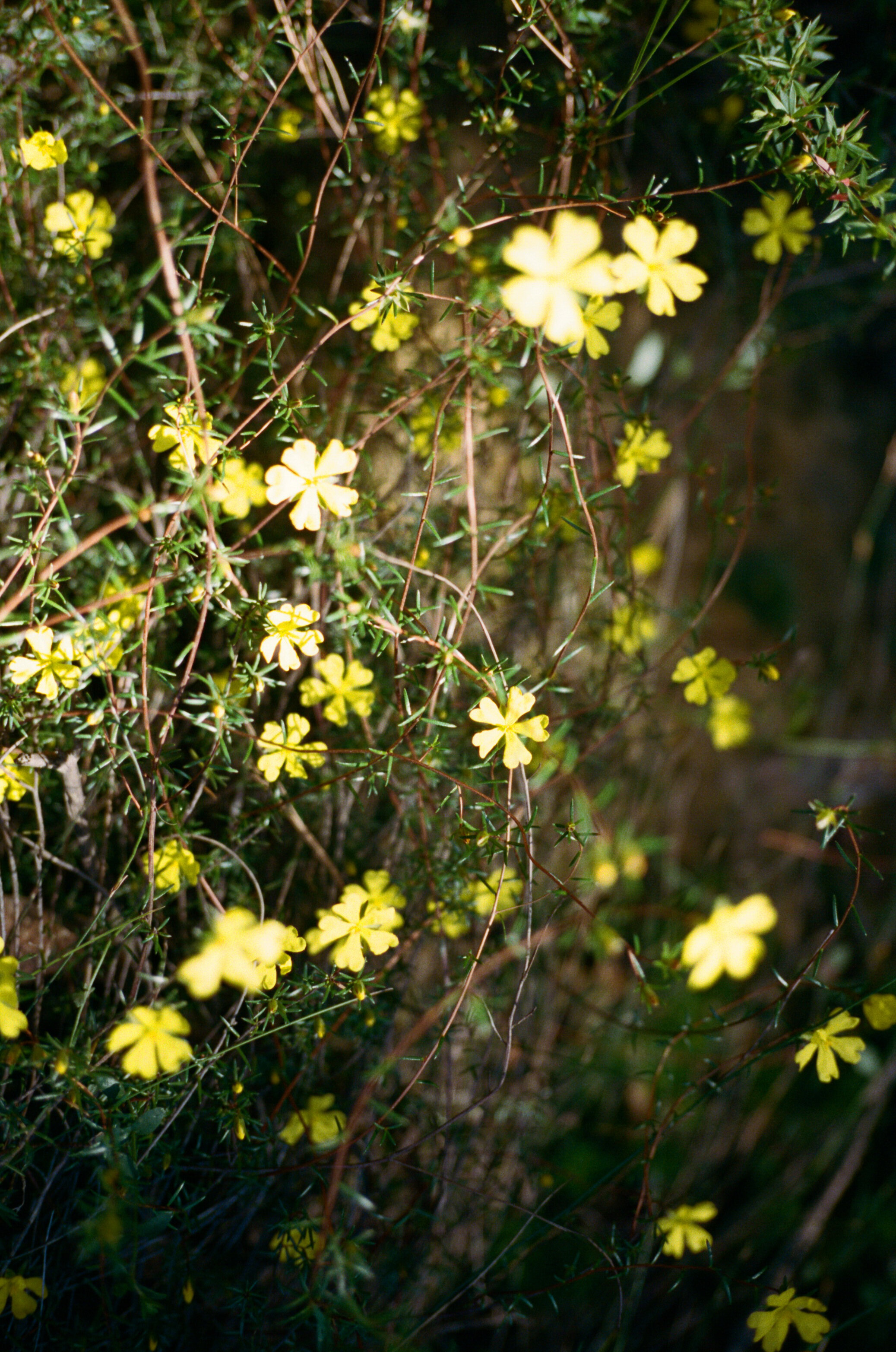 gen-kay-photography-wildflowers-02.jpg
