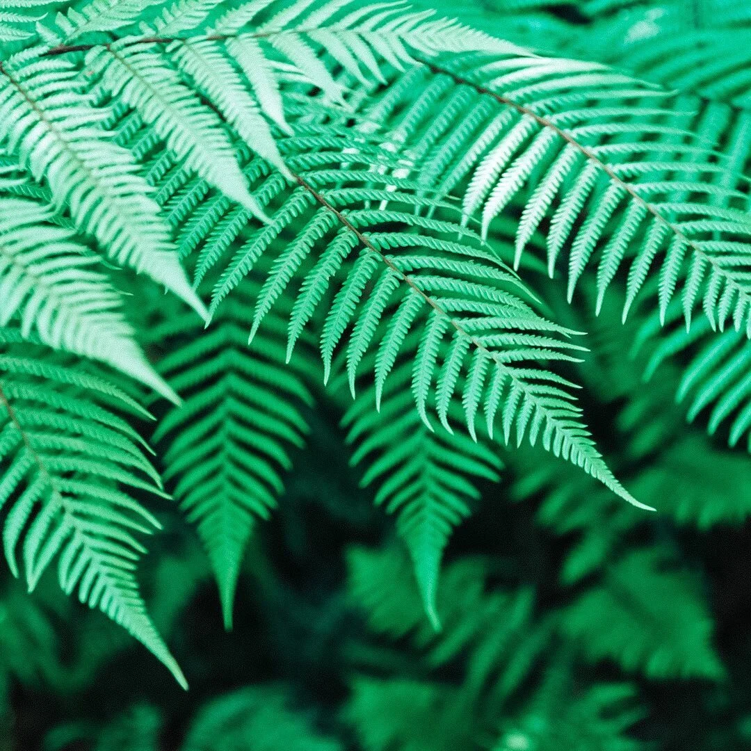 &lsquo;Everyone needs a place to retreat, a spot where the world grows quiet enough for the soul to speak&rsquo;.

Where&rsquo;s yours? 💚