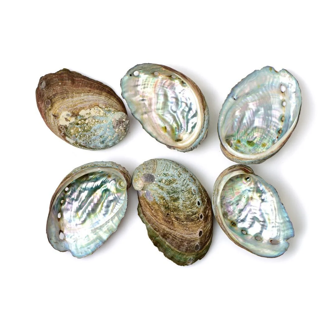 Pāua shells 🐚🐚🐚 also known as many other names, including the &lsquo;Abalone Shell&rsquo; have many symbolisms, including love, life, beauty, strength, calmness, tranquillity, and clarity in the spiritual histories of different cultures, however n