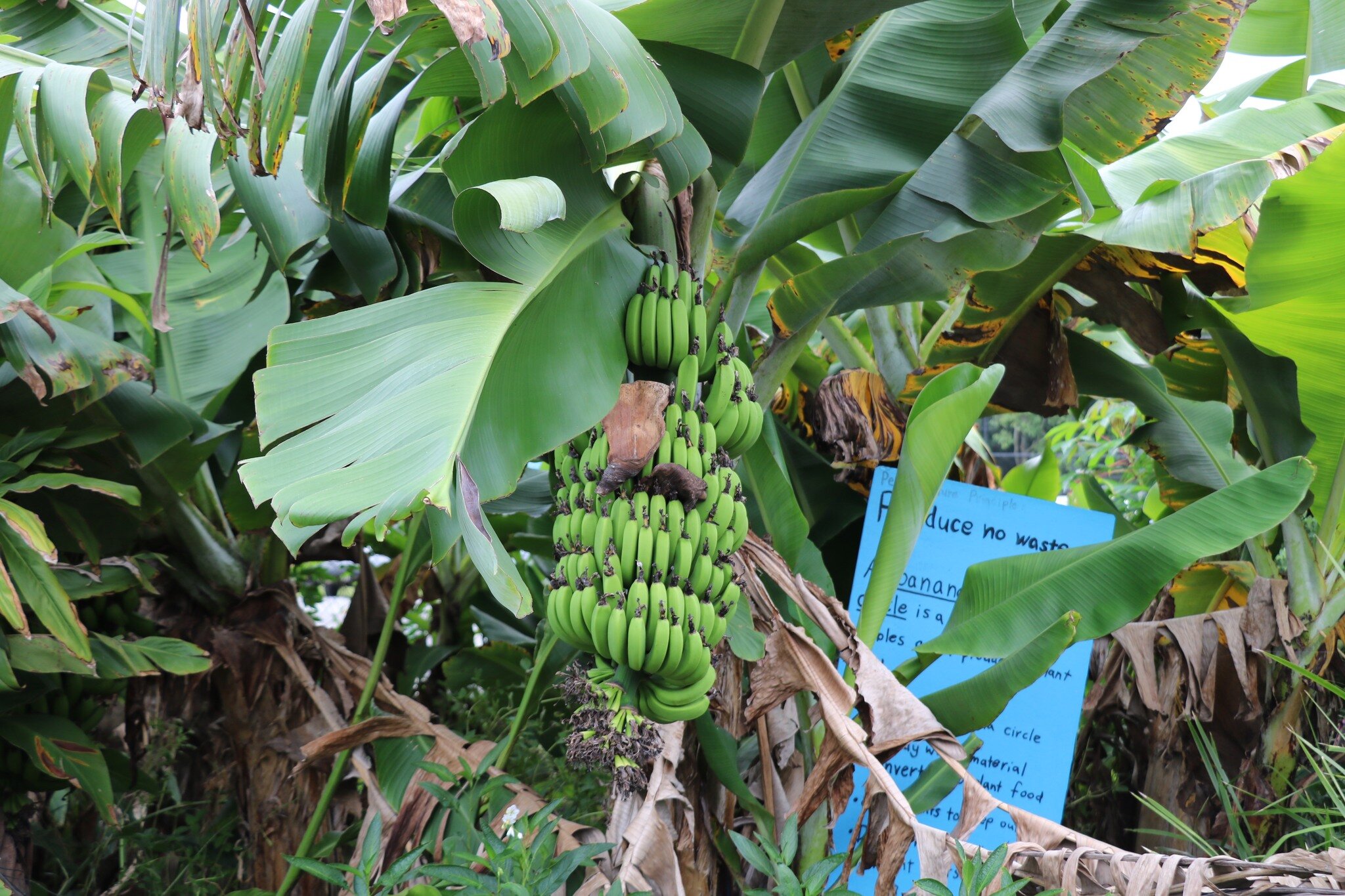 On Saturday March 16th at @thefarmbyronbay you can take part in our one day workshop to learn how you can design, establish and care for your own tree based food production system in a low maintenance fashion that works with nature's fundamental proc