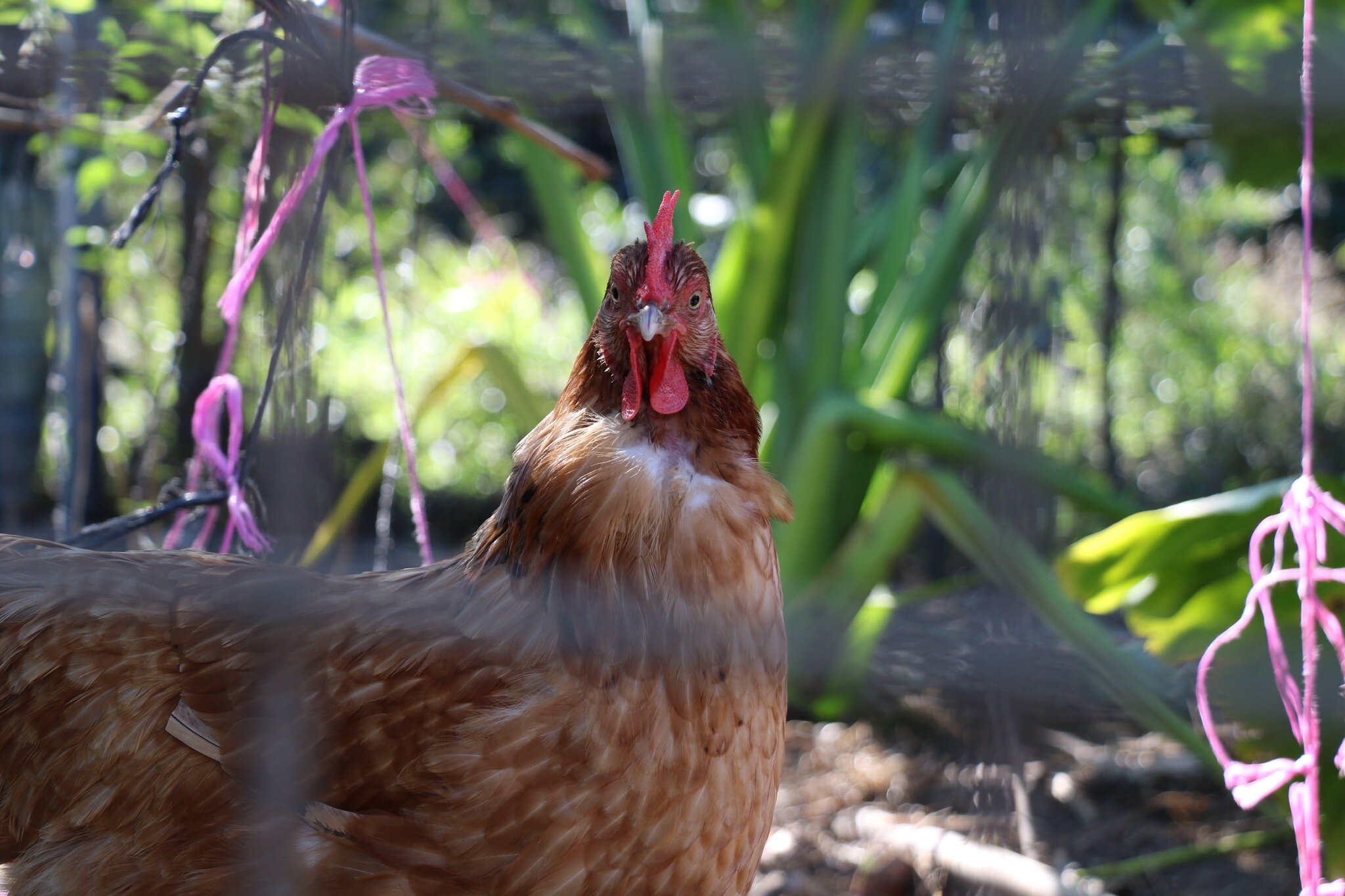 Keeping chickens in your backyard can be fun and easy. In our one day workshop on March 9th 2024, you will learn how chooks eat our kitchen scraps, will happily scratch up most weeds, seeds and grubs as well as give us eggs plus manure for our garden