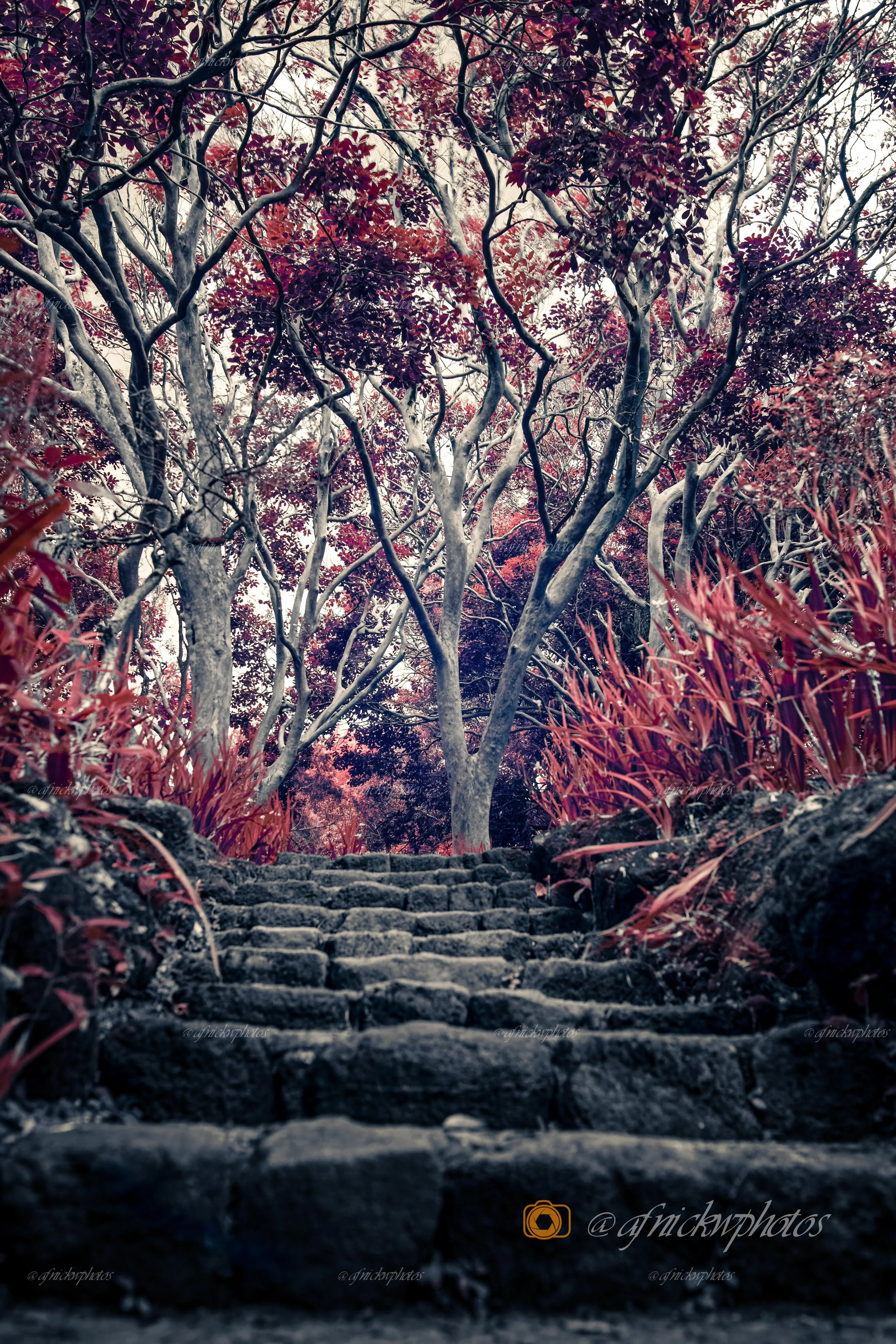 edited IR Trees-.jpg