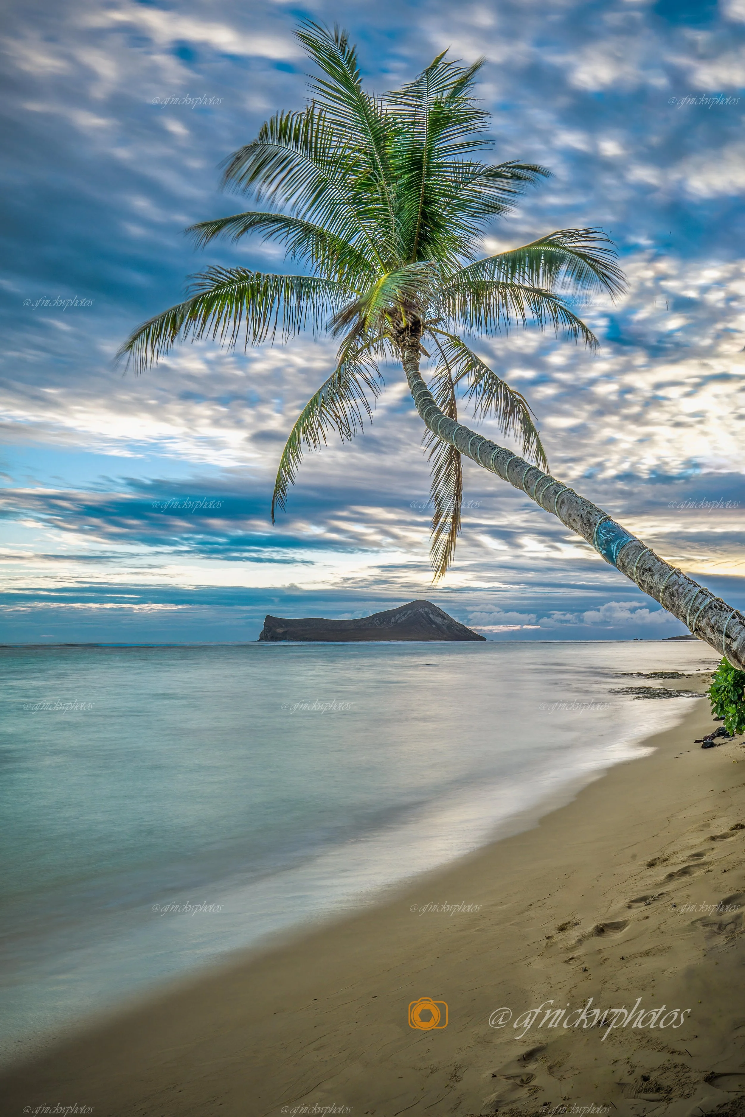 edited-sunny palm.jpg
