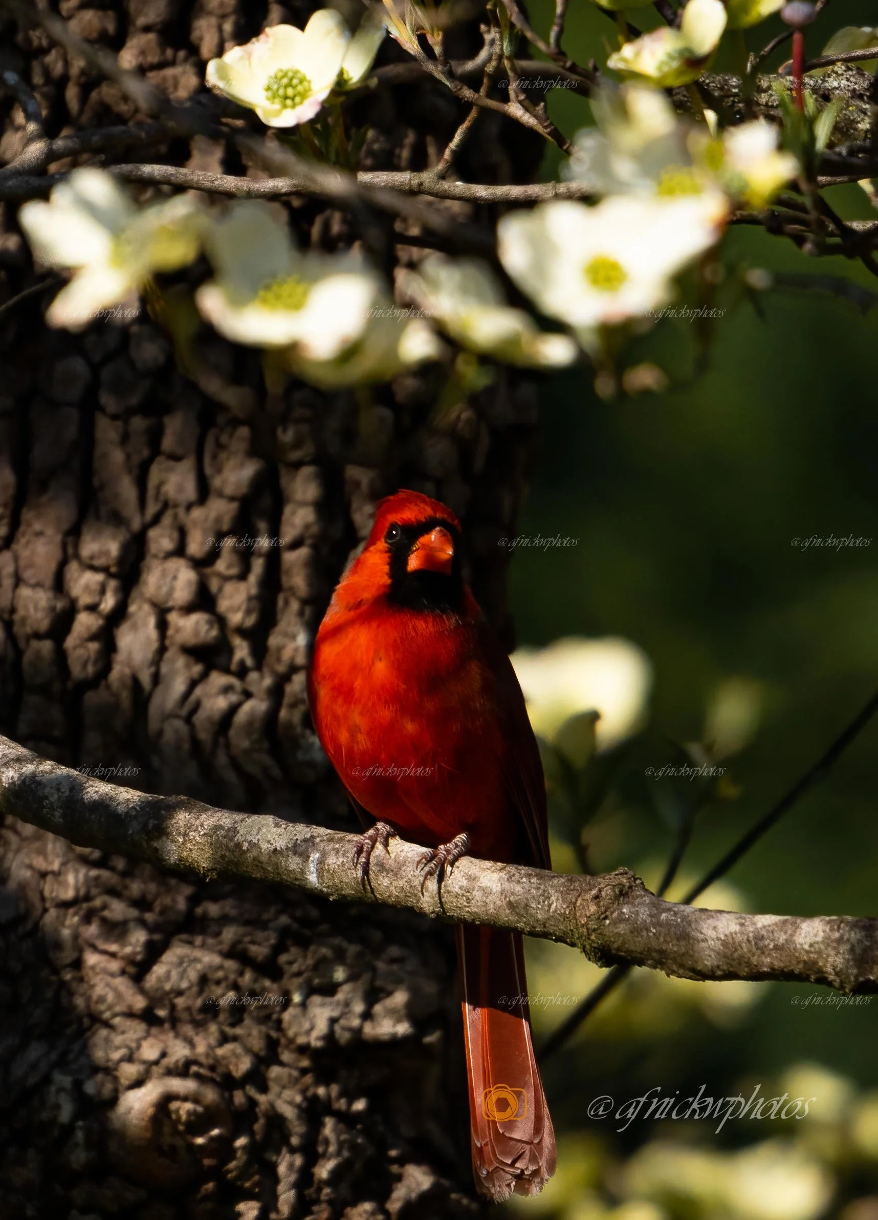 edited cardinal v2-.jpg