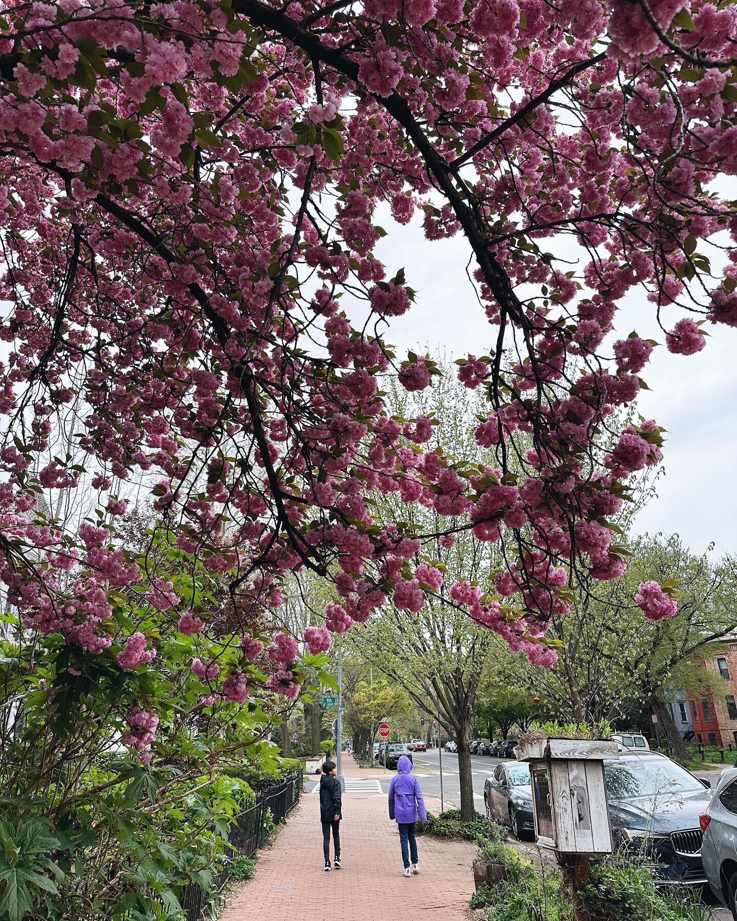 What does it mean to live well?

For me right now, it means resting, enjoying, and being present to the present moment. It looks like this: blossoms, children, a little free library, and a cloudy day that&rsquo;s 30 degrees cooler than it was yesterd