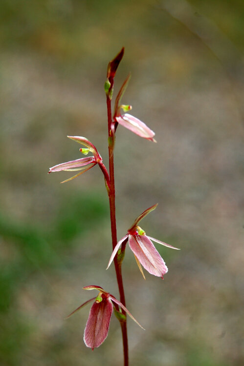 Bloom Festival Mosquito Orchid - Cyrtostylis robusta .jpg