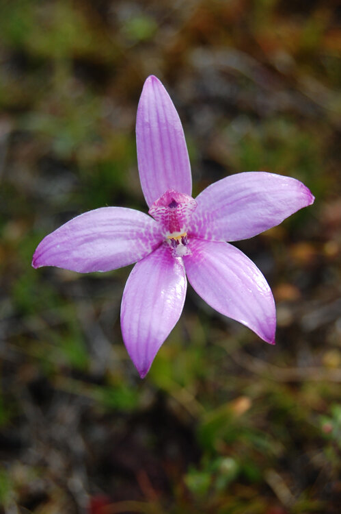 Bloom Festival Pink Enamel Orchid - Elythanthera emarginata .jpg